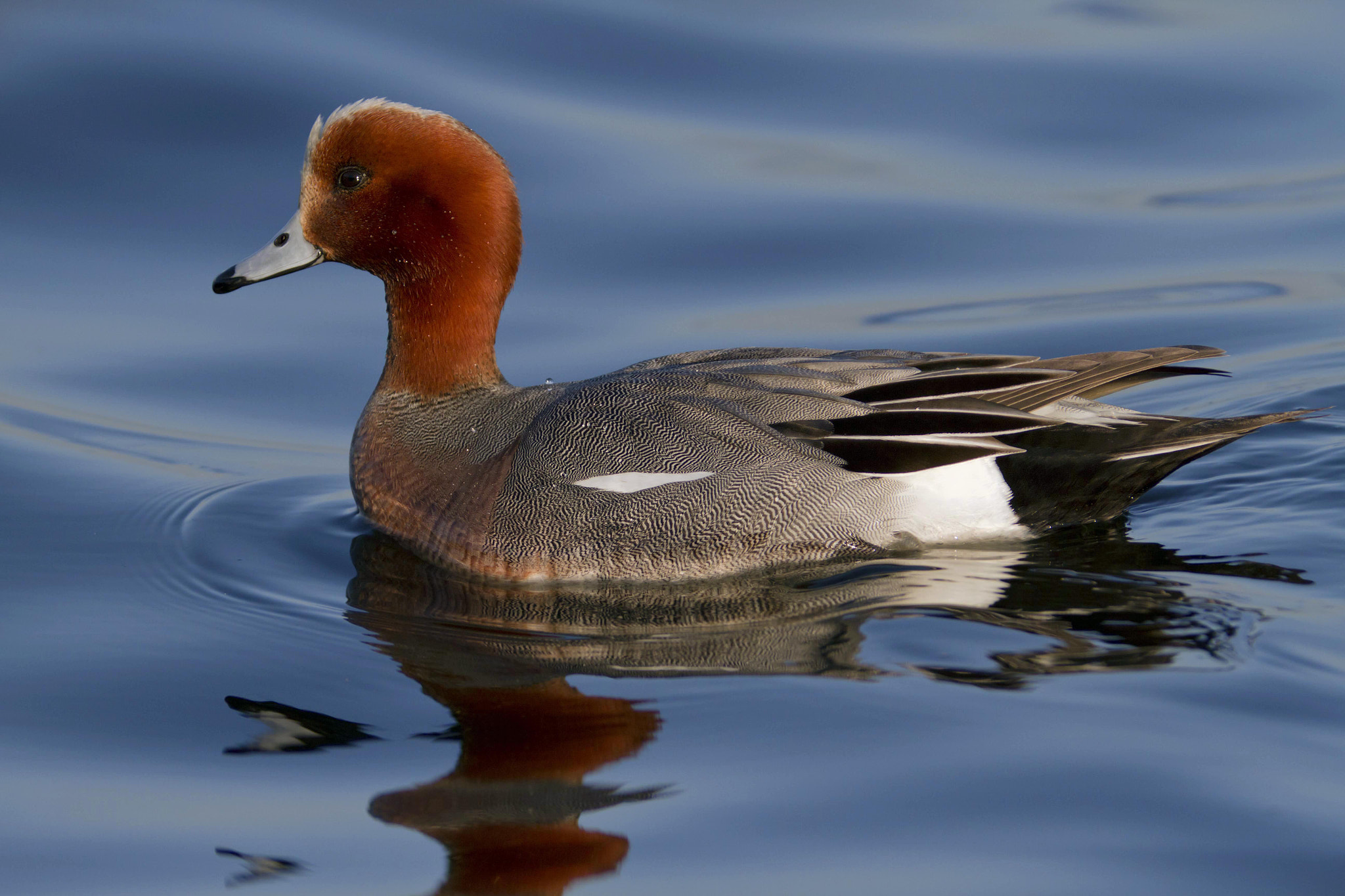 Canon EOS 7D + Canon EF 300mm f/2.8L + 2x sample photo. Widgeon photography