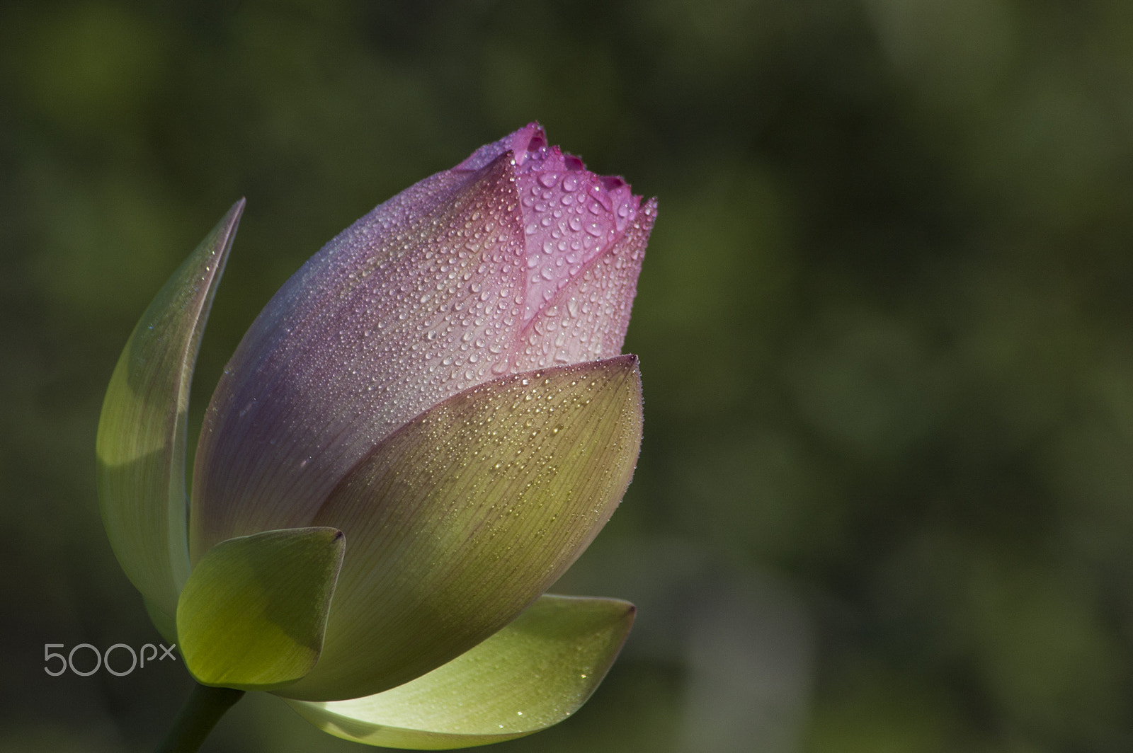 Nikon D50 sample photo. Water lilly photography
