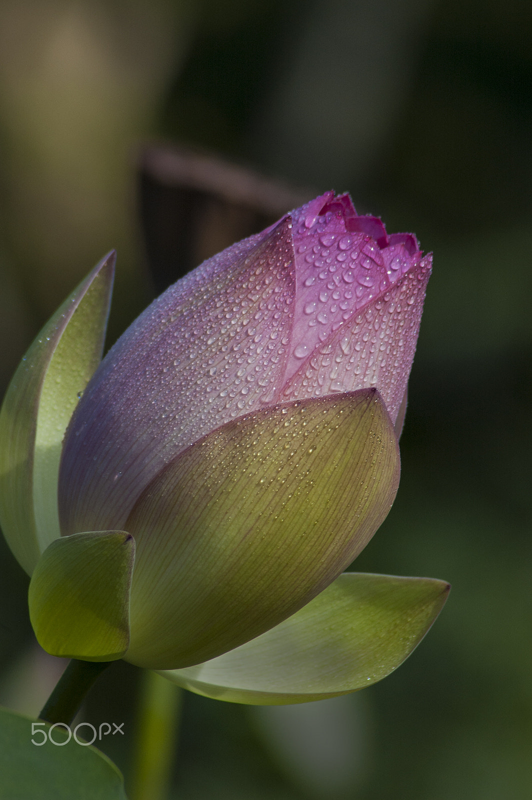 Nikon D50 sample photo. Water lilly photography
