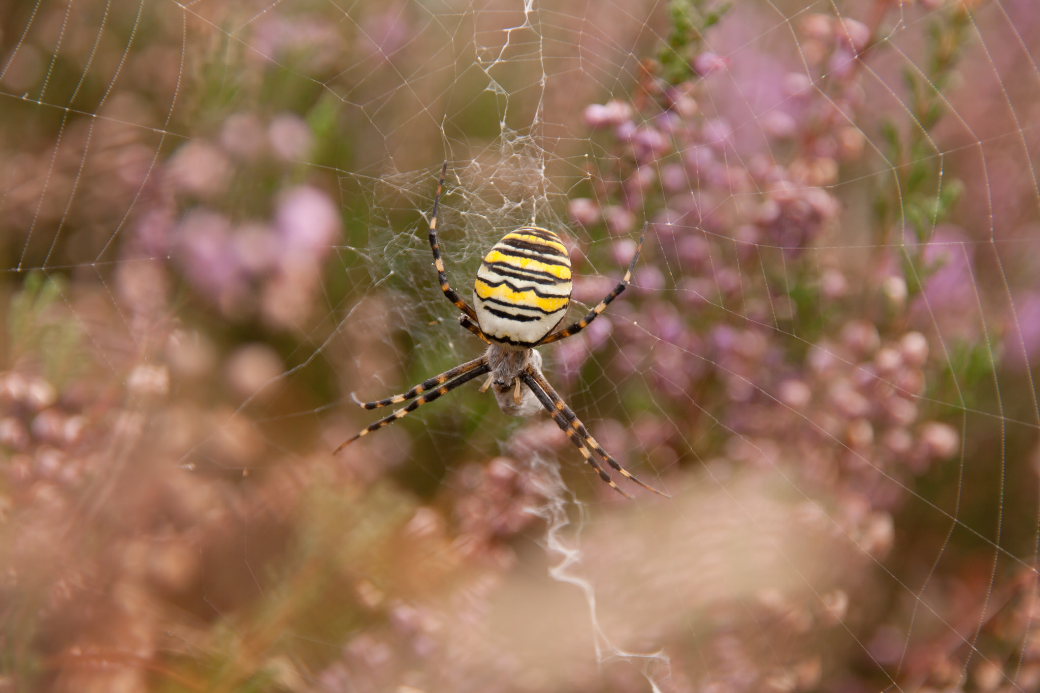 Sigma 18-200mm f/3.5-6.3 DC OS sample photo. The real ''web-designer'' photography