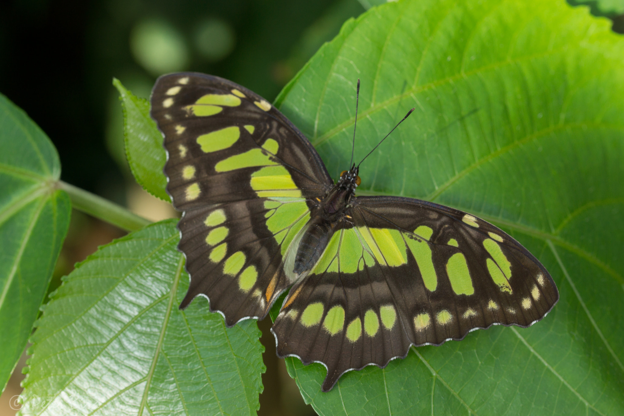 Sony SLT-A65 (SLT-A65V) + 90mm F2.8 Macro SSM sample photo. Butterfly photography