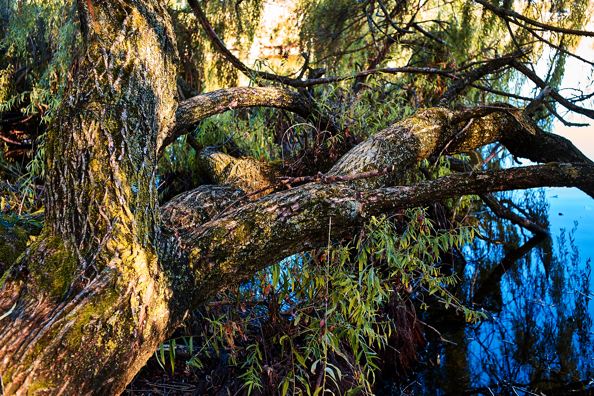 Leica Summarit-M 35mm F2.4 ASPH sample photo. Tree, not aquatic photography