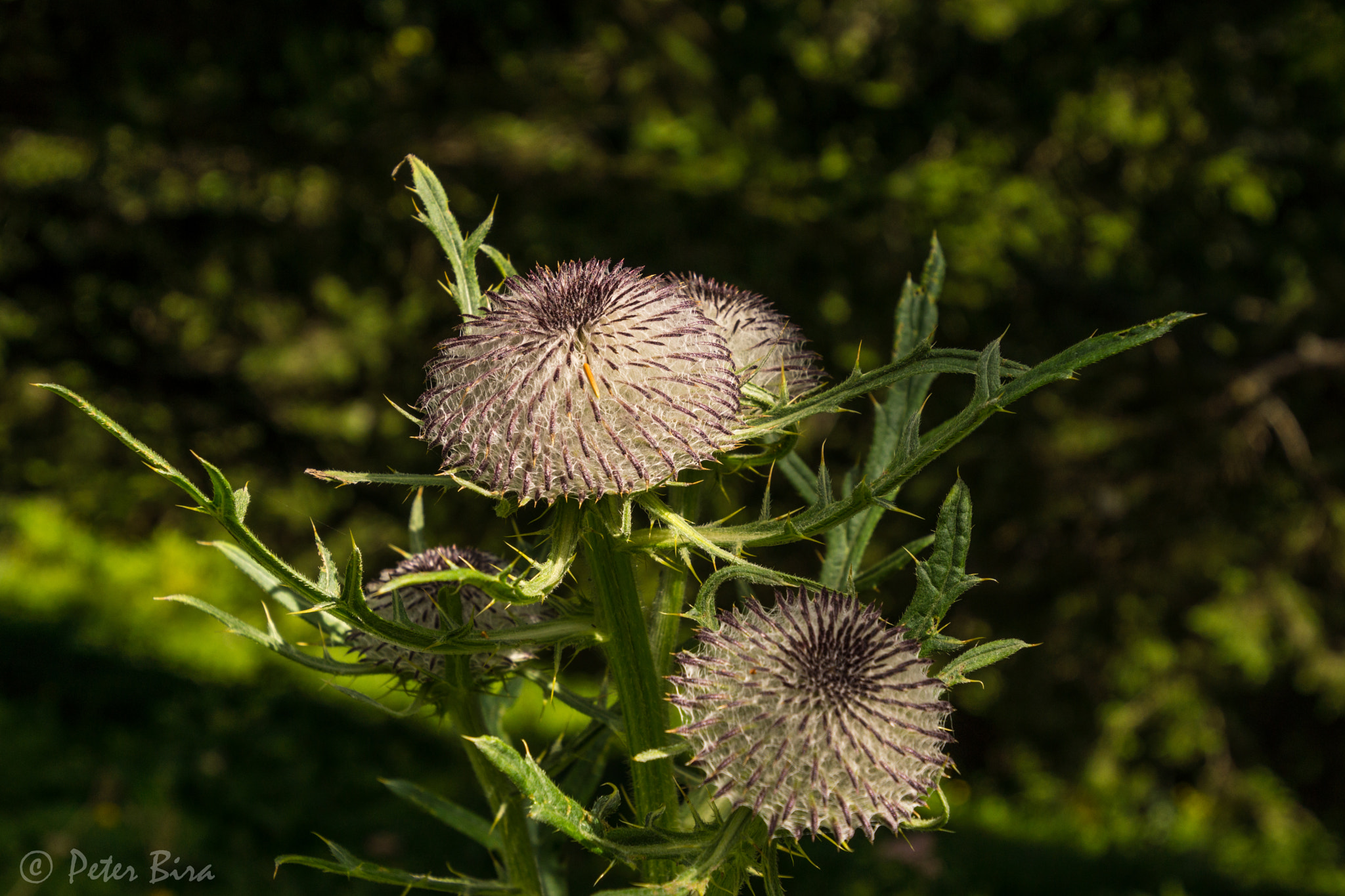 Tamron 16-300mm F3.5-6.3 Di II VC PZD Macro sample photo. Alpine plant photography