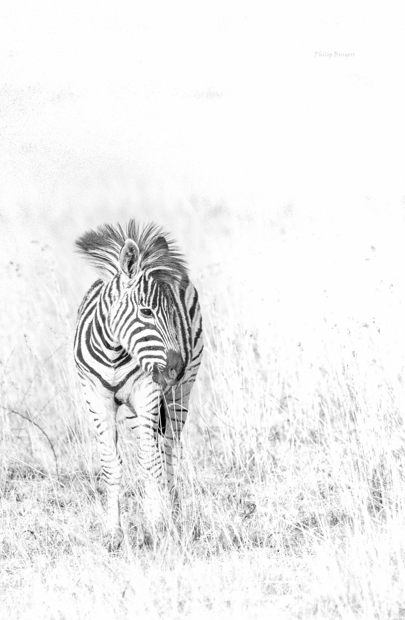 Canon EF 70-200mm F2.8L USM sample photo. Zebra fowl photography