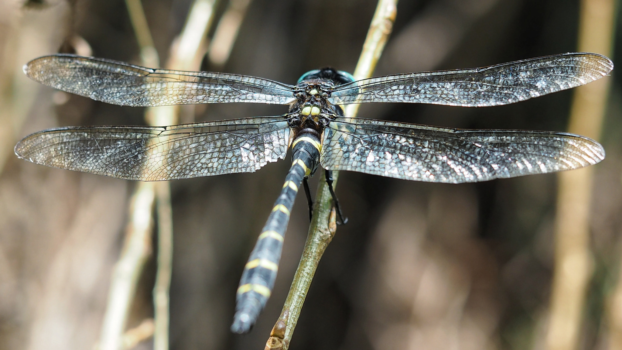 Olympus PEN E-PL7 sample photo. Yellow-ringed dragonfly photography