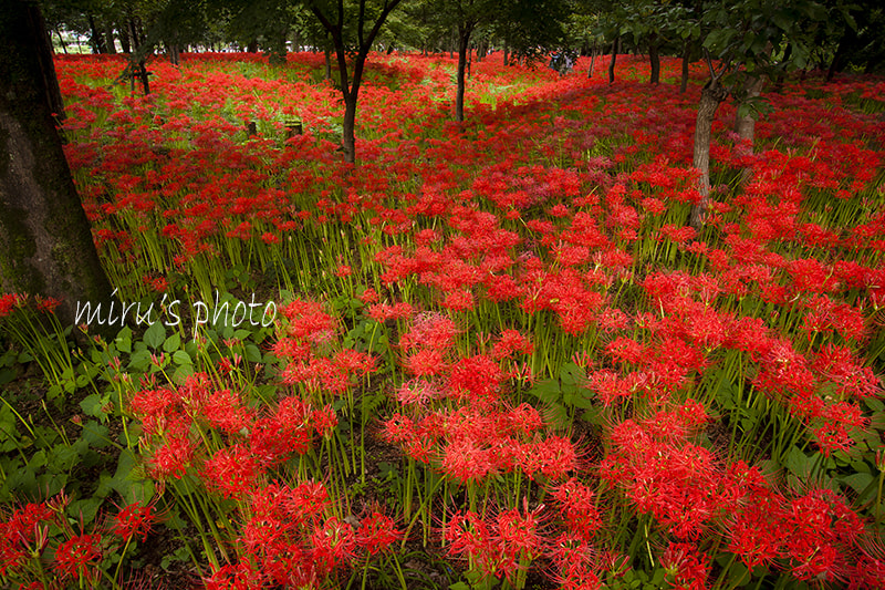 Canon EF 17-35mm f/2.8L sample photo