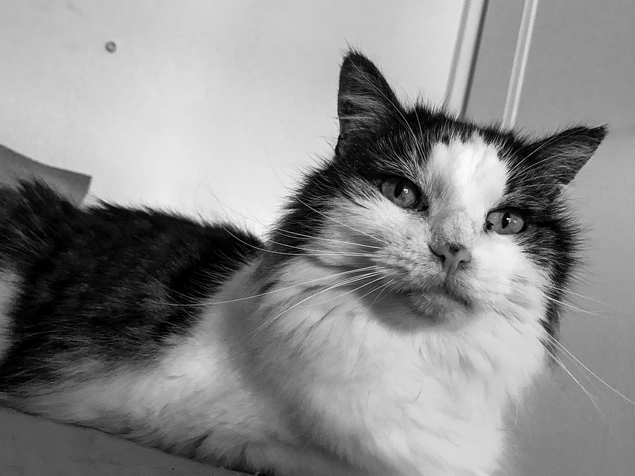 Apple iPhone9,3 sample photo. First iphone 7 test with adobe lightroom photography