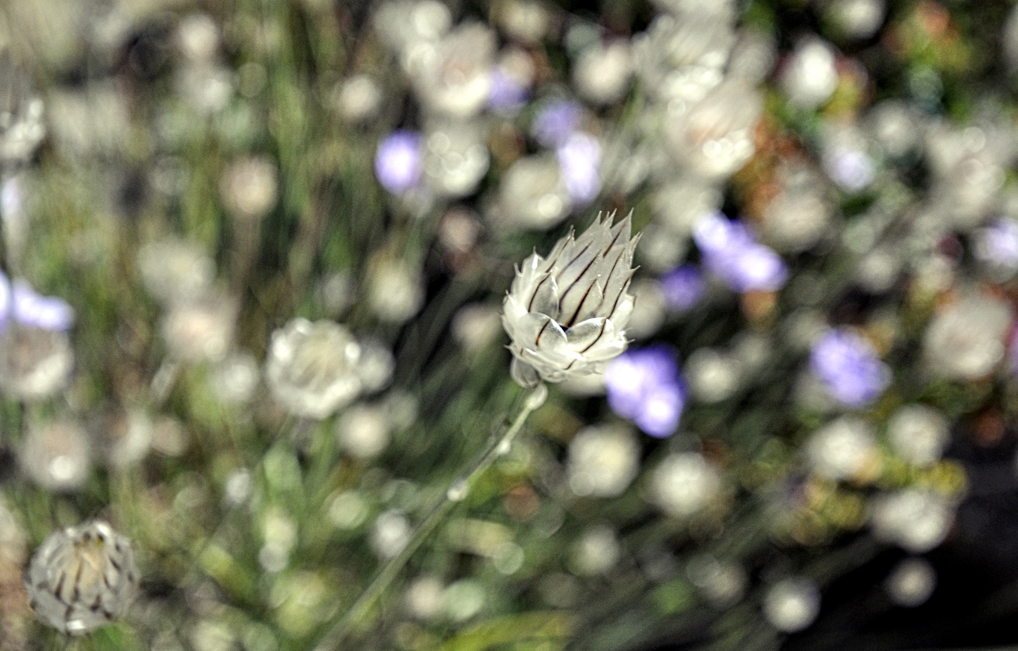 Nikon D5000 sample photo. White photography