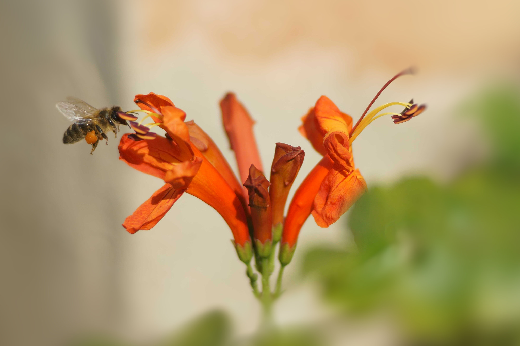 Sony a6000 + Tamron SP AF 90mm F2.8 Di Macro sample photo. Abeja domestica photography