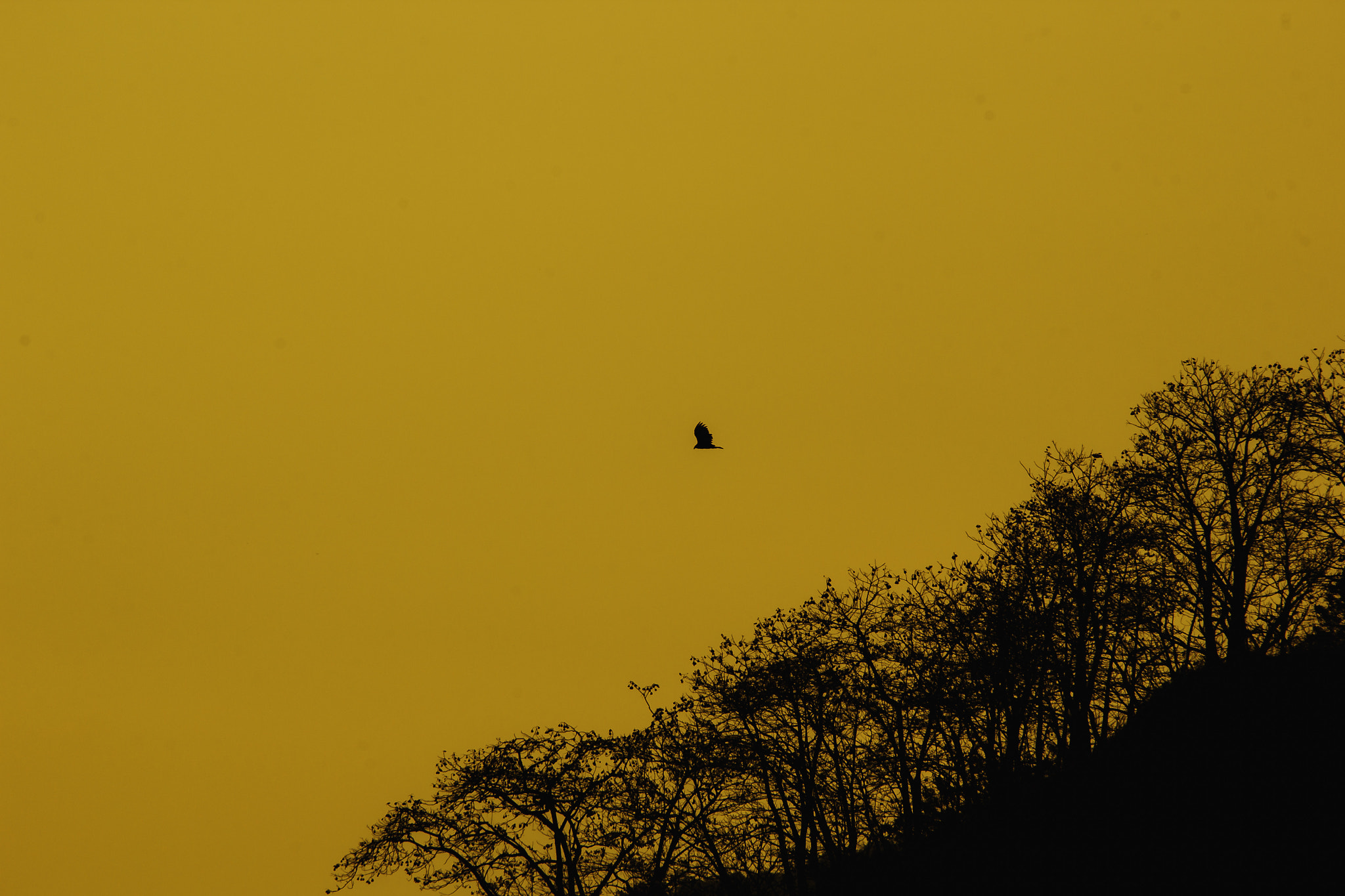 Canon EF 28-300mm F3.5-5.6L IS USM sample photo. Guayaquil photography