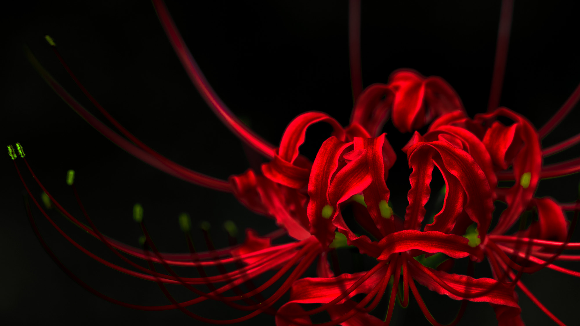 Sony a7 sample photo. Cluster‐amaryllis photography