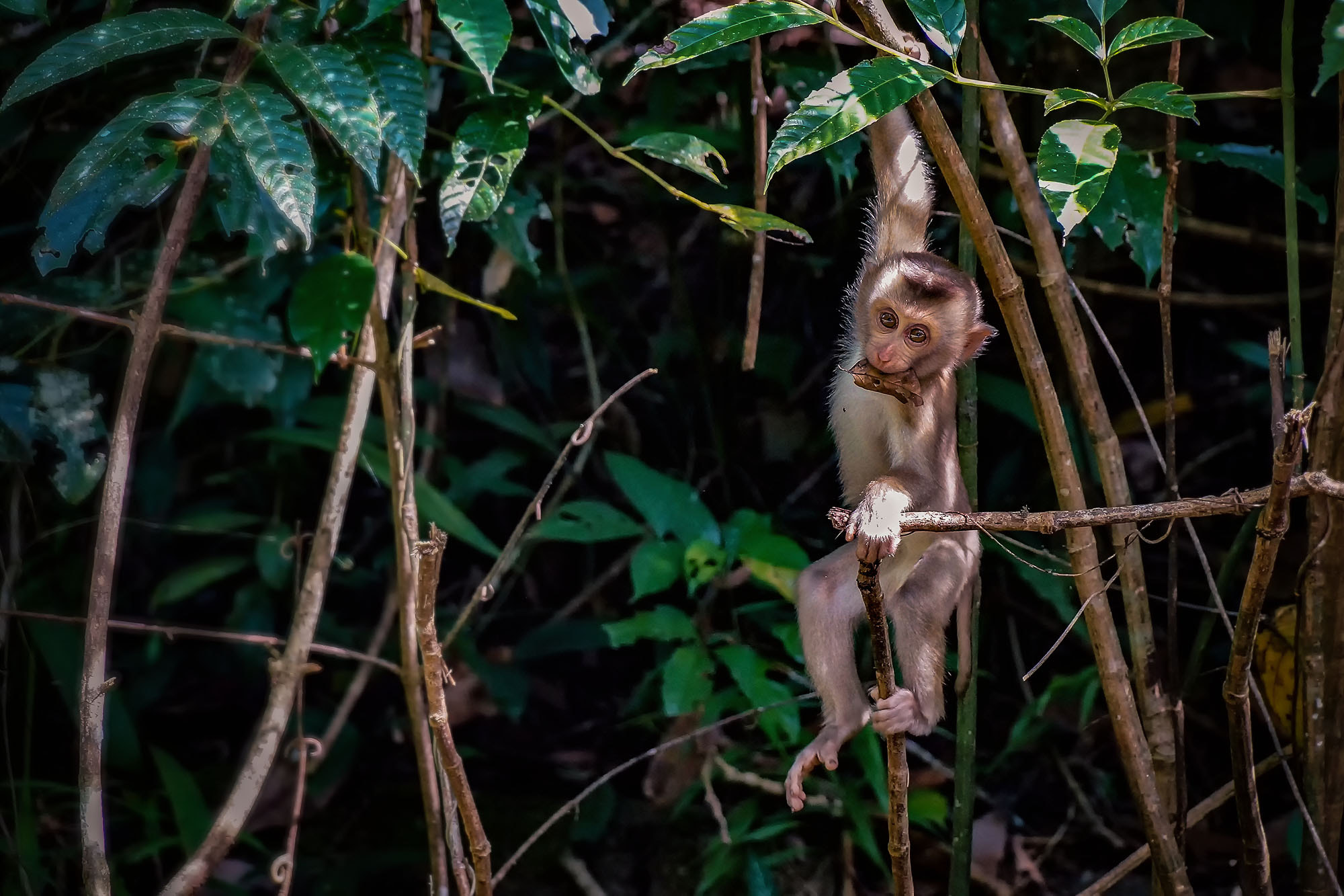 Sony DT 18-135mm F3.5-5.6 SAM sample photo. Northern pig-tailed macaque (juvenile) photography