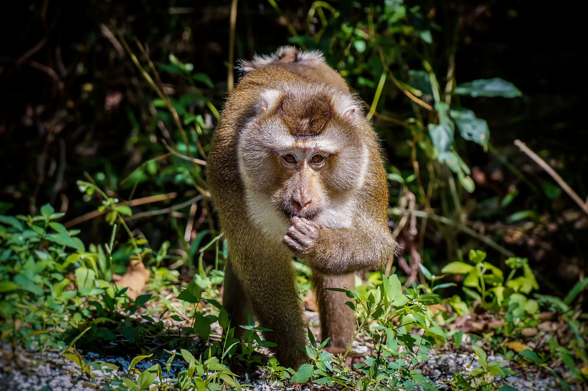 Sony DT 18-135mm F3.5-5.6 SAM sample photo. Northern pig-tailed macaque photography