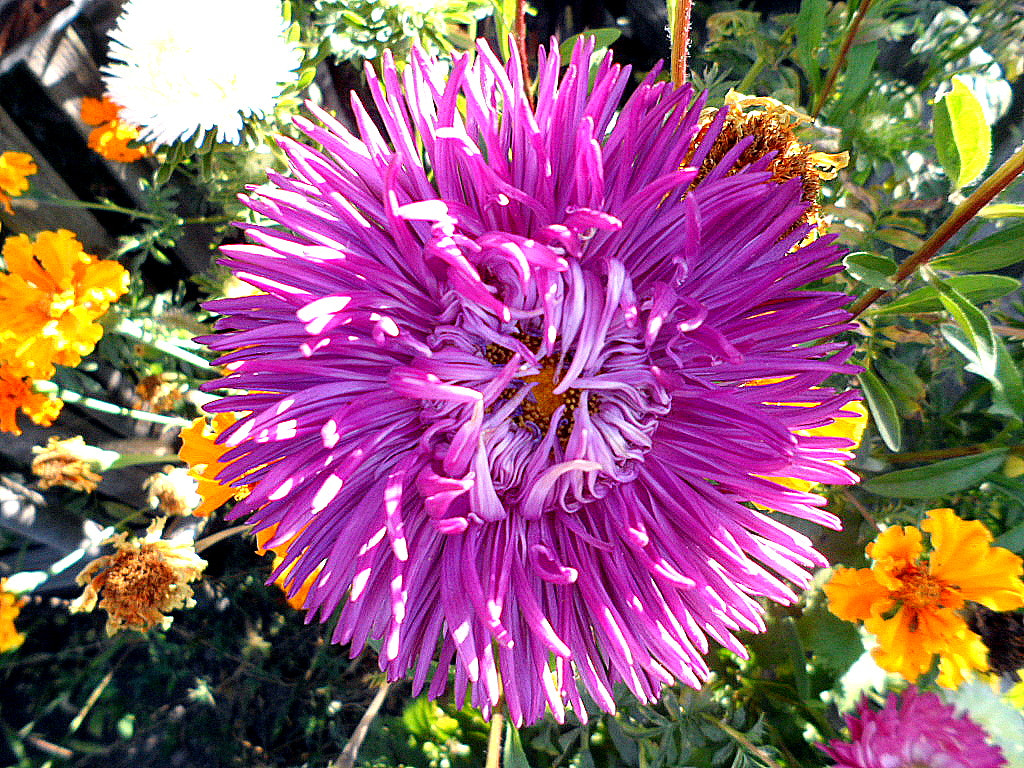 Samsung PL170,PL171 / VLUUPL170,PL171 sample photo. цветы photography