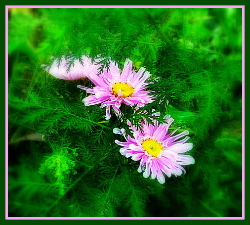 Samsung PL170,PL171 / VLUUPL170,PL171 sample photo. цветы photography