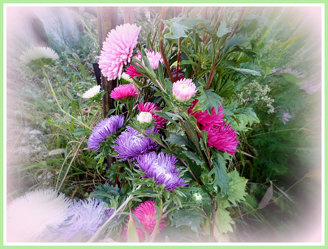 Samsung PL170,PL171 / VLUUPL170,PL171 sample photo. цветы photography