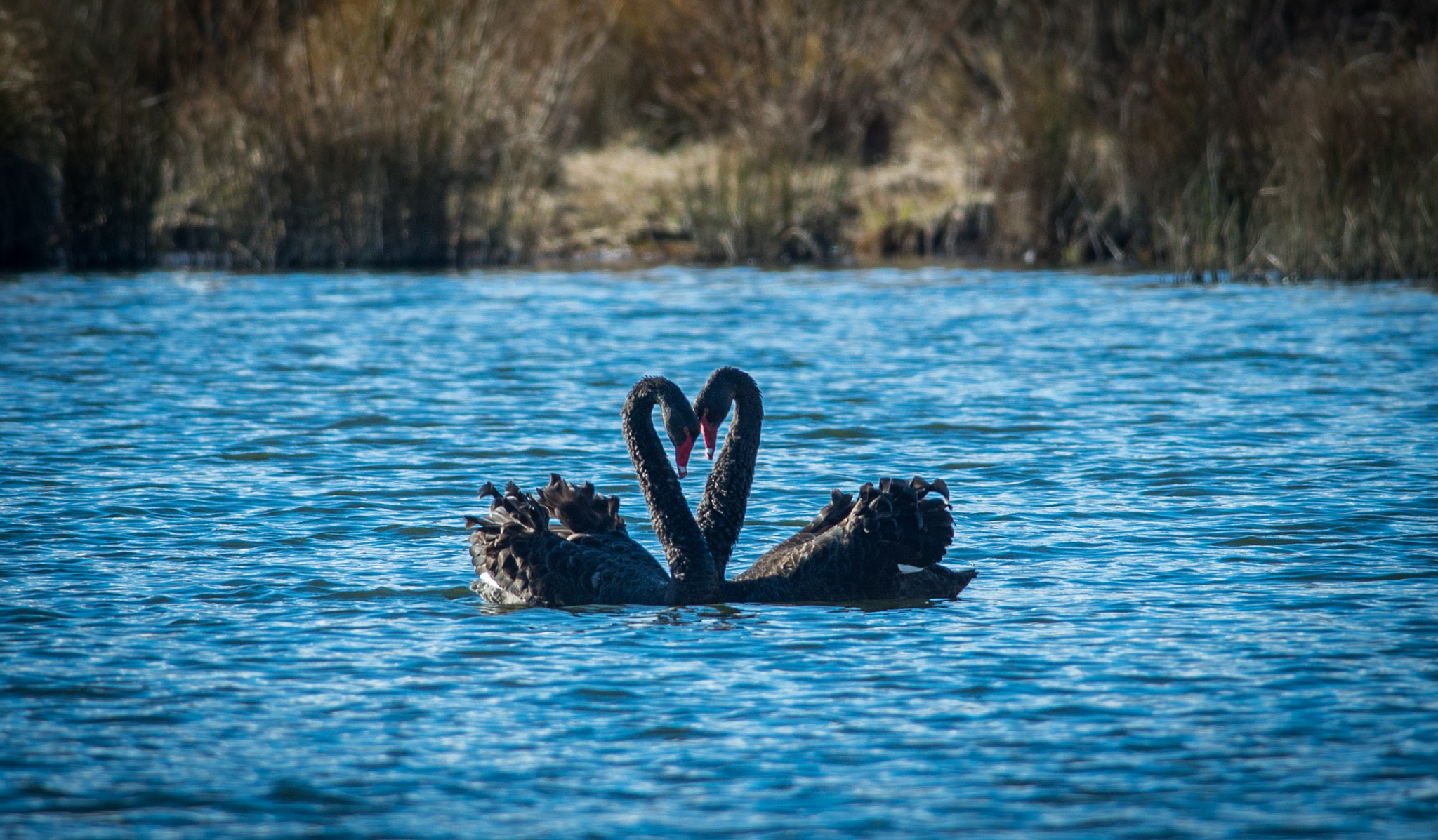 Nikon D600 + Nikon AF-S Nikkor 300mm F4D ED-IF sample photo. Dance of the swans photography