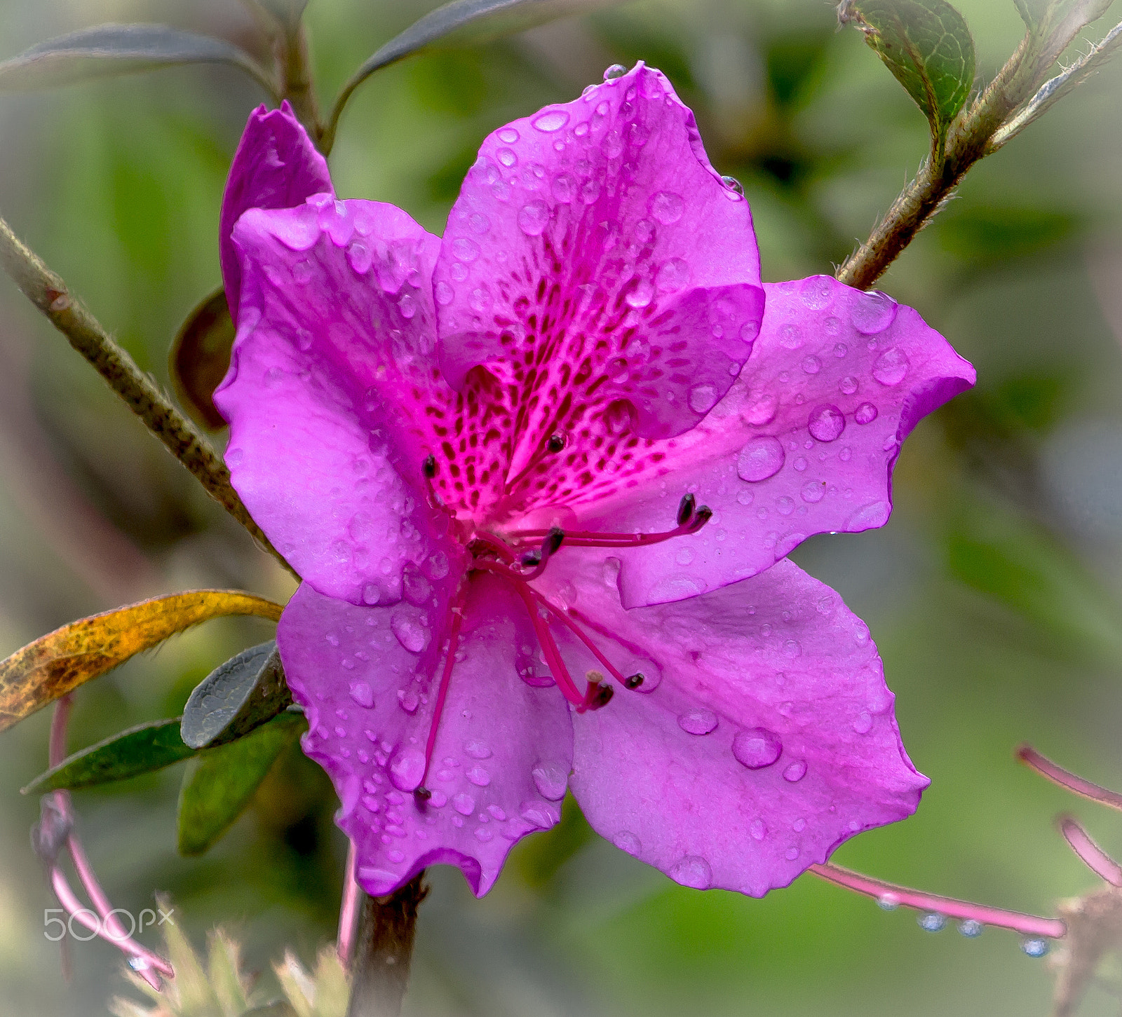 Canon EF 100-400mm F4.5-5.6L IS USM sample photo. Azálea (rhododendron simsii) photography