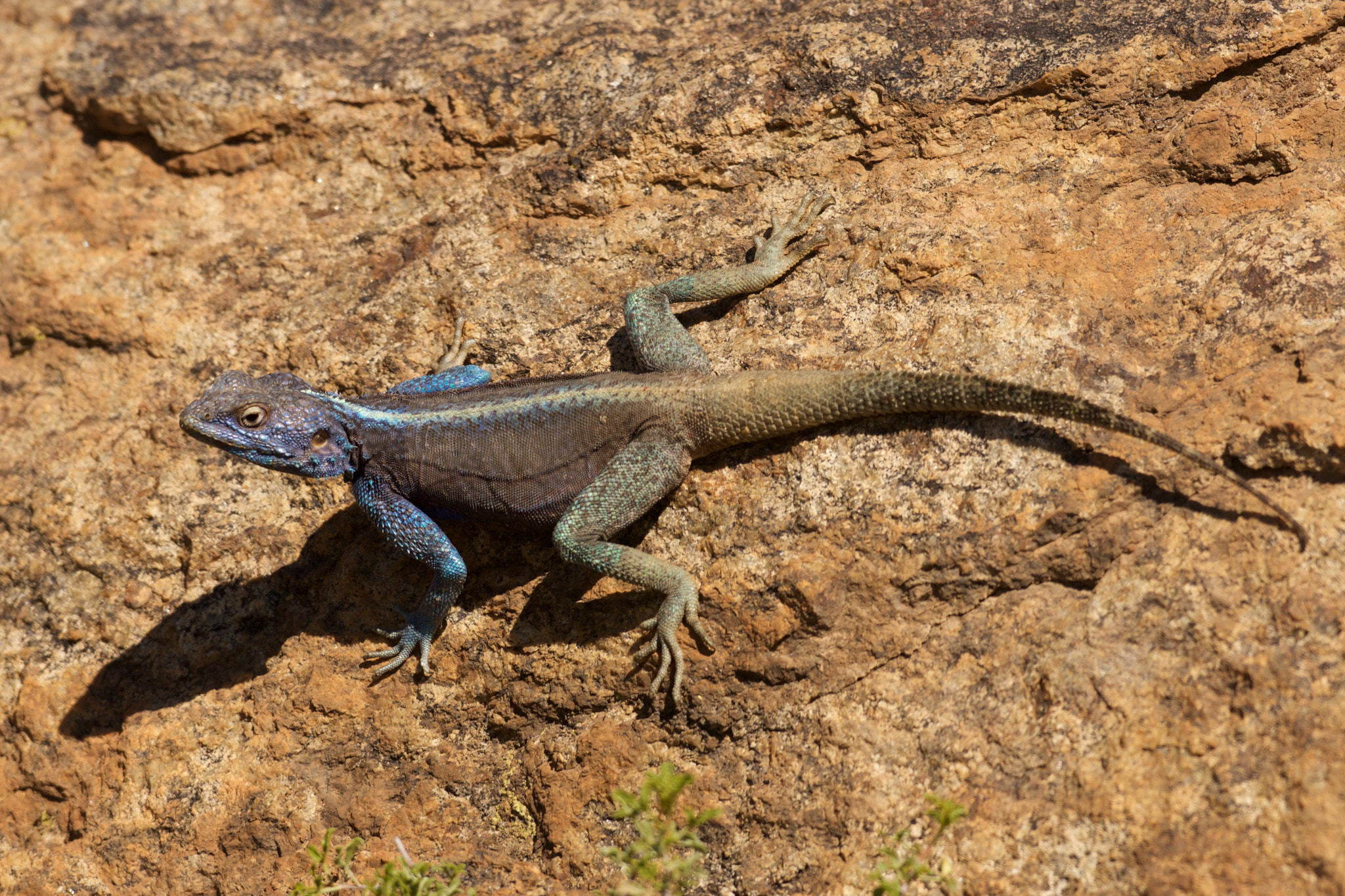 Sony Alpha DSLR-A700 + Sony 70-300mm F4.5-5.6 G SSM sample photo. Leg stretch photography