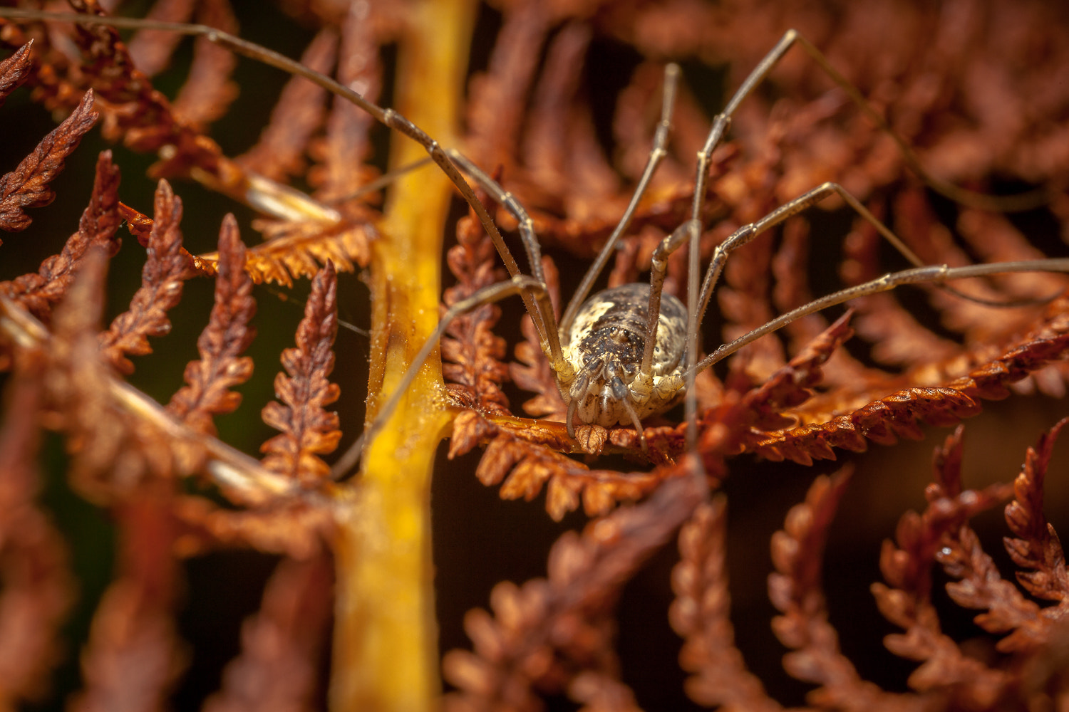 Canon MP-E 65mm F2.5 1-5x Macro Photo sample photo. Phalangium opilio or mitopus morio photography