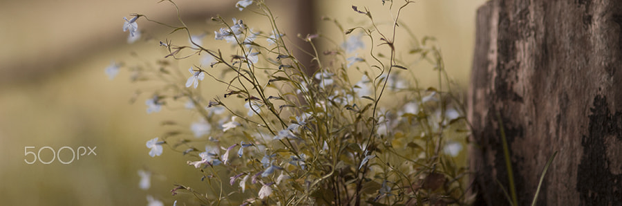 Nikon D3000 sample photo. Flowers photography
