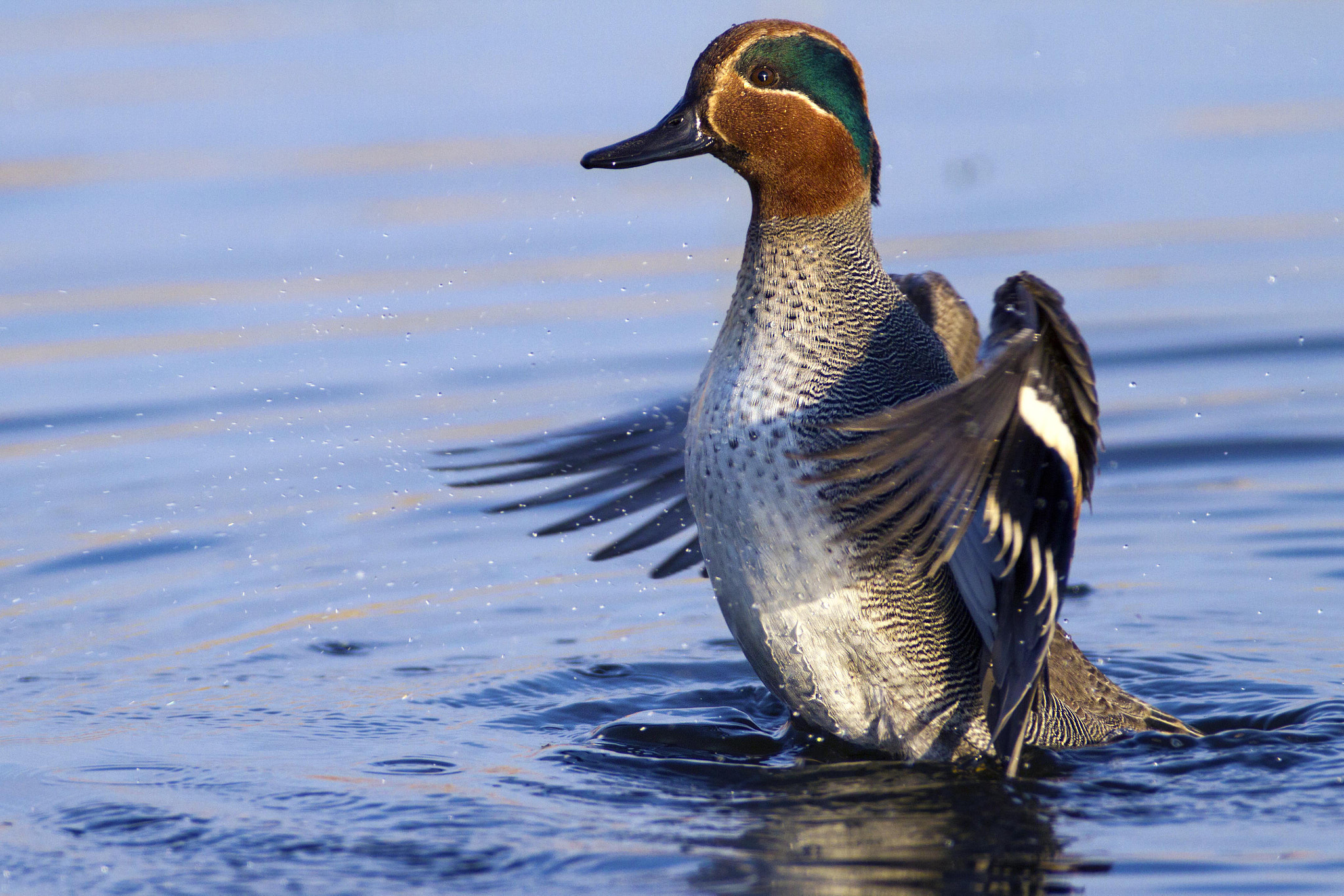 Canon EF 300mm f/2.8L + 2x sample photo. Teal photography