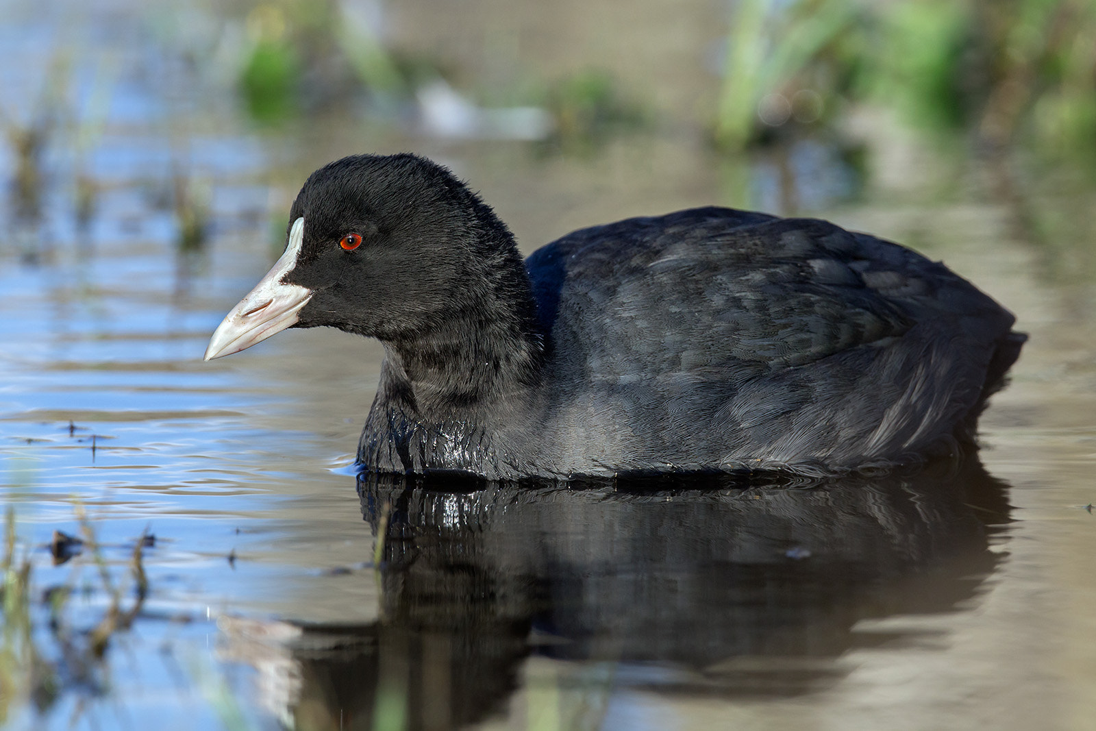 Canon EOS 70D + Canon EF 300mm F2.8L IS II USM sample photo. Coot photography