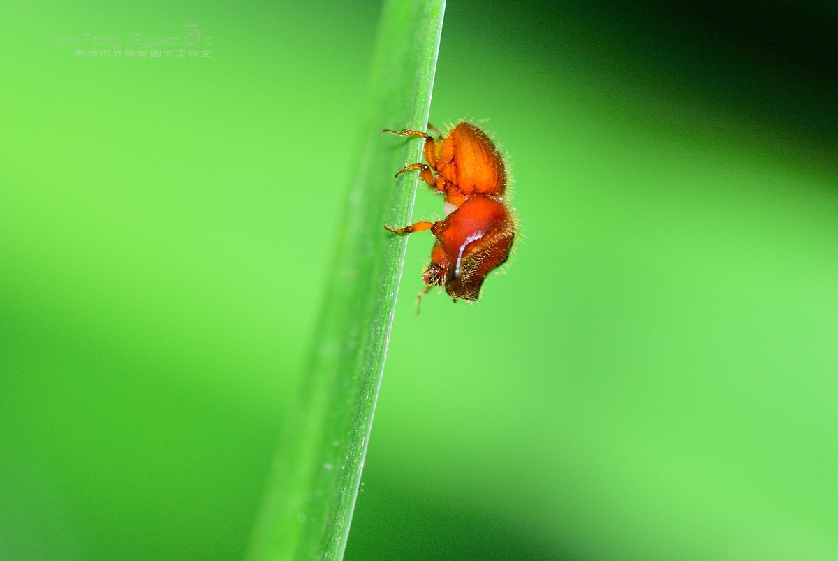 Nikon D80 + Nikon AF Micro-Nikkor 200mm F4D ED-IF sample photo. 可爱的小蠹 photography