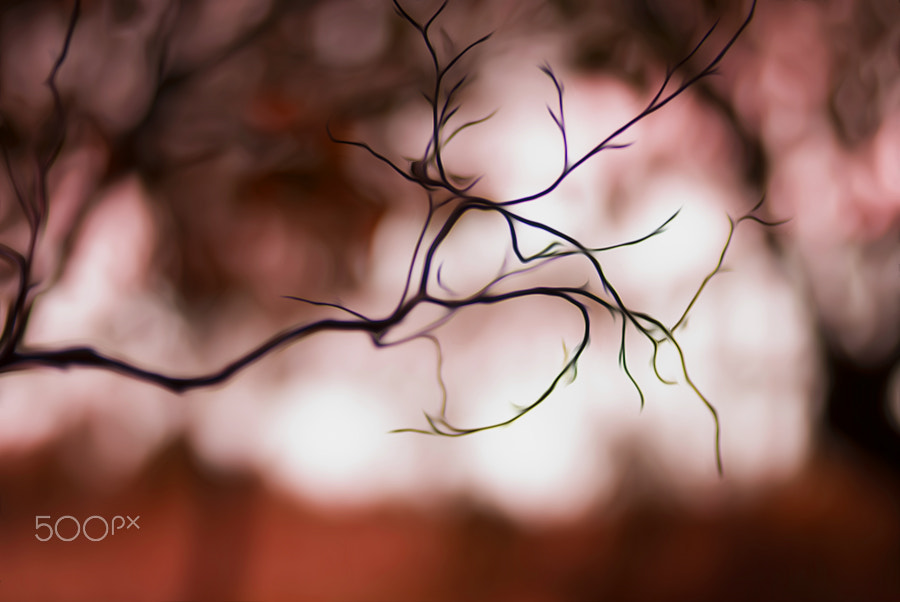 Nikon D3000 sample photo. Autumn energy photography