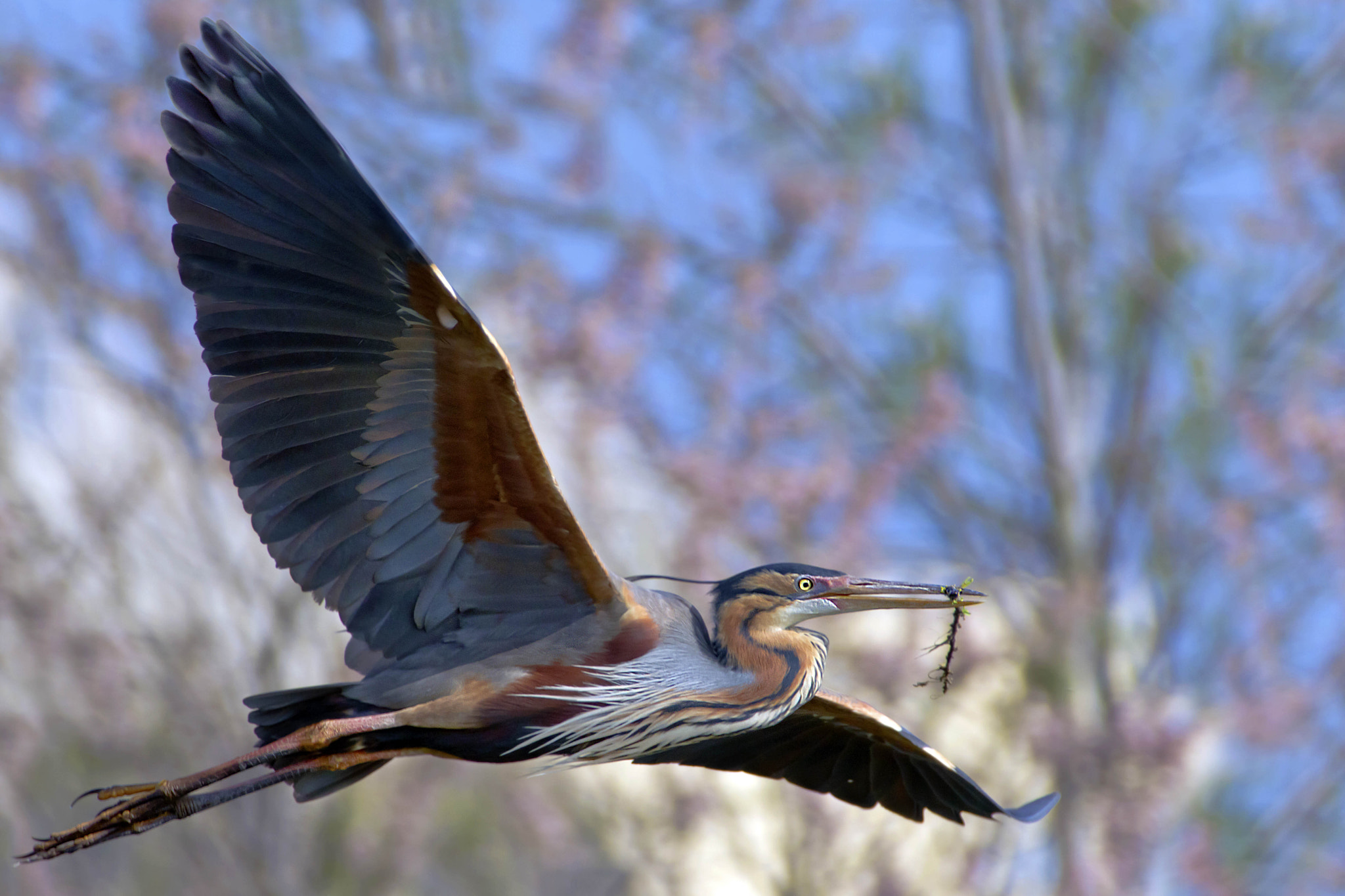 Canon EOS 7D + Canon EF 300mm f/2.8L + 2x sample photo. Purple heron photography