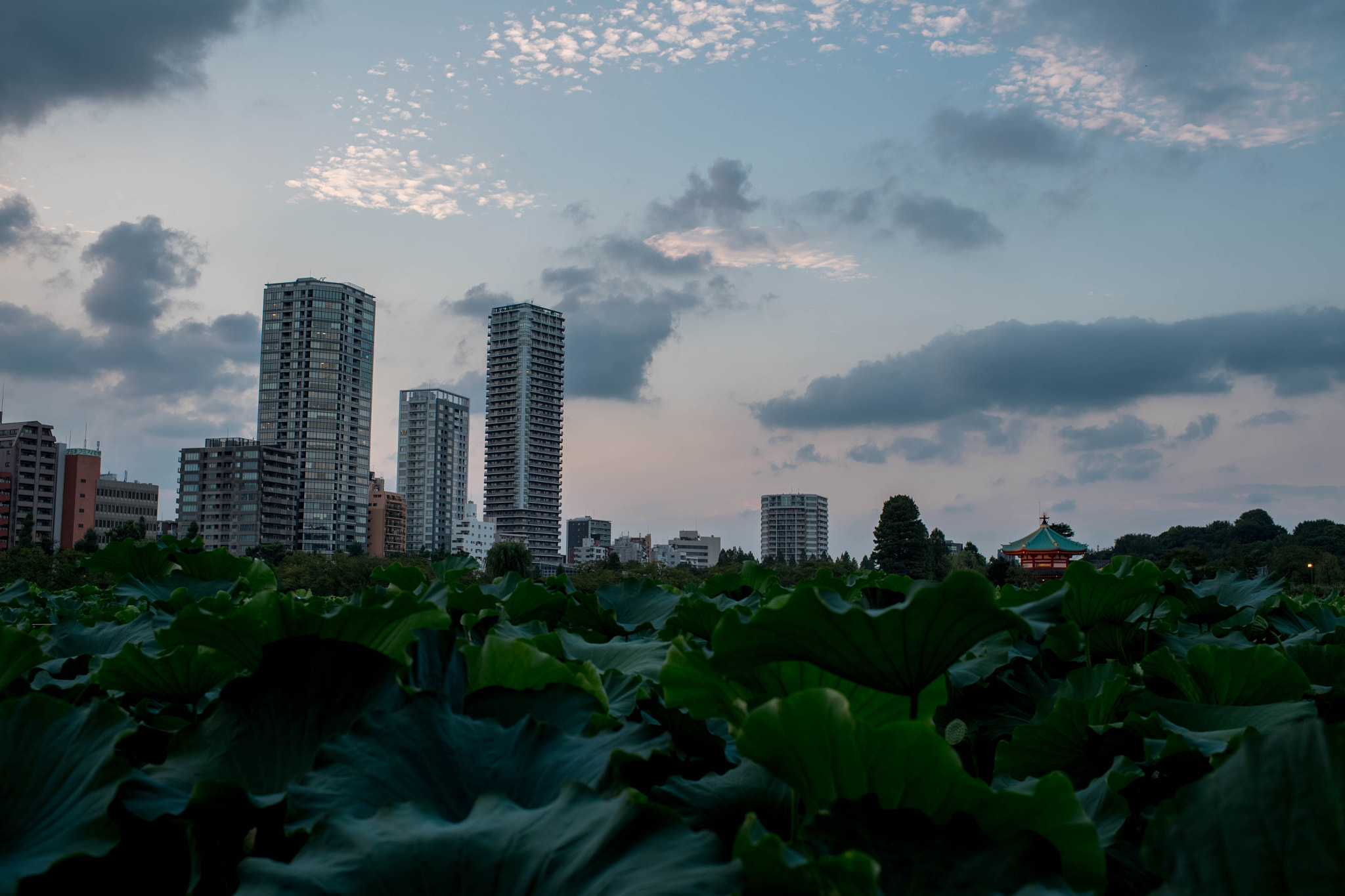 Nikon D5 sample photo. Shinobazu pond,tokyo japan photography