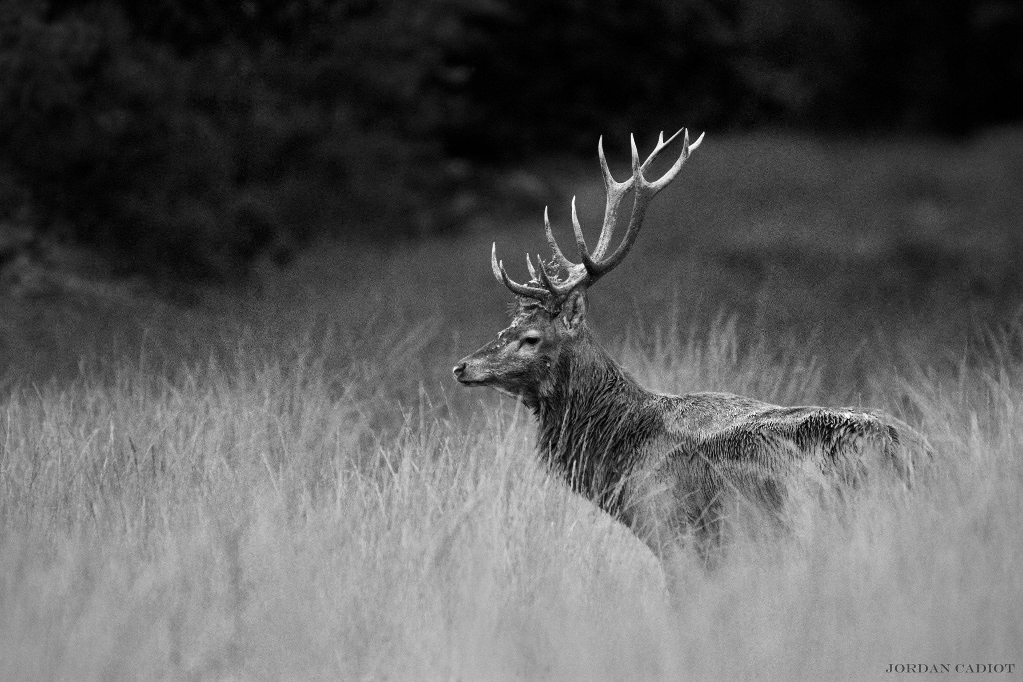 150-600mm F5-6.3 DG OS HSM | Contemporary 015 sample photo. Red deer photography