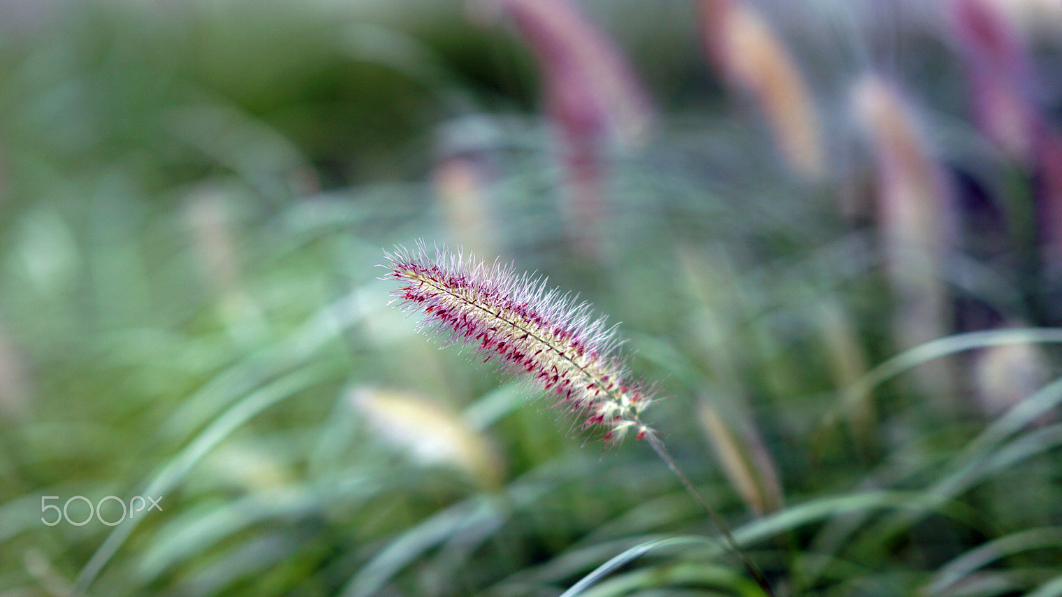 Sony a7S II sample photo. In the shade photography