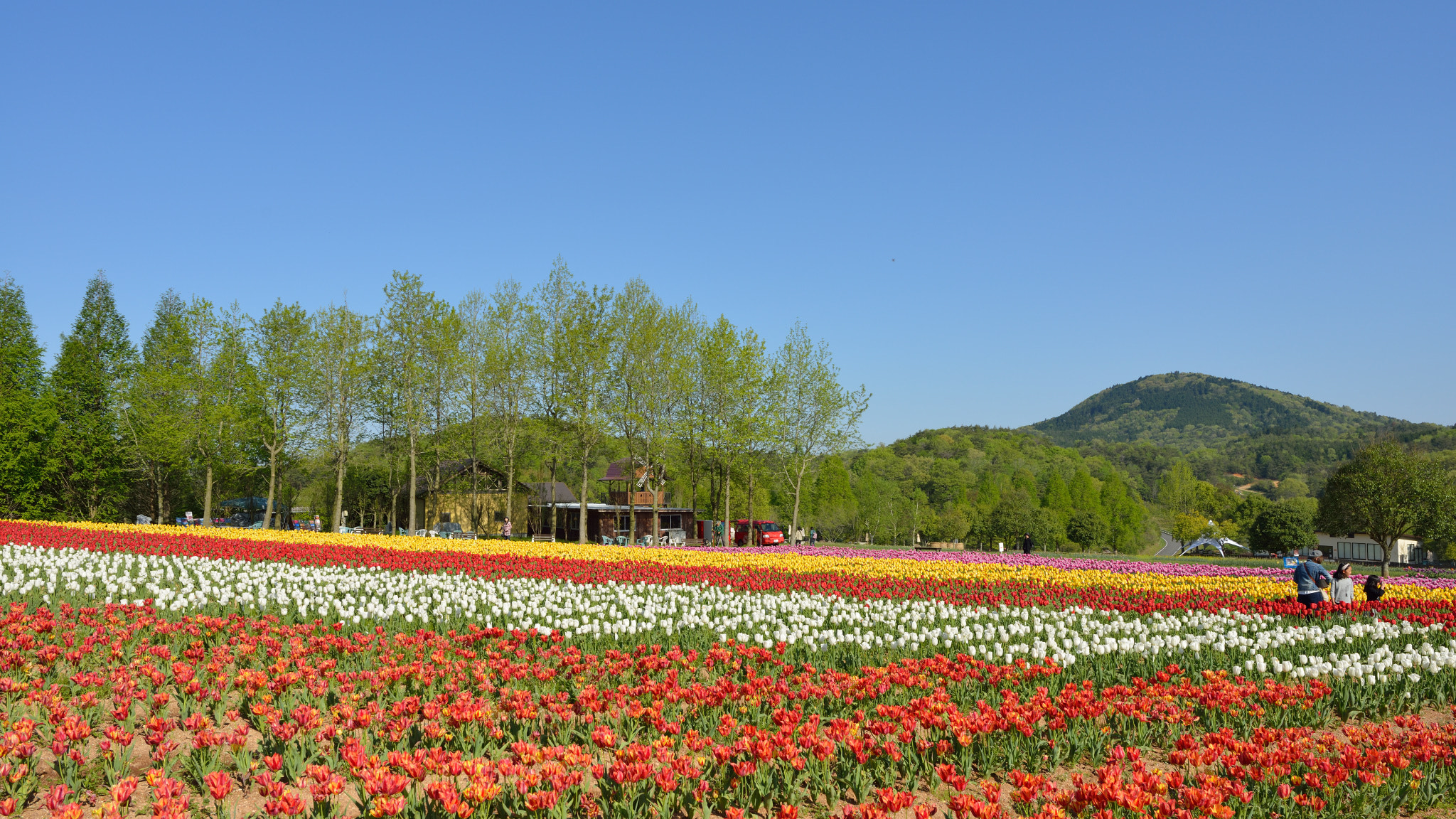 Nikon D800 + Nikon AF-S Nikkor 24mm F1.8G ED sample photo. Tulip fields photography