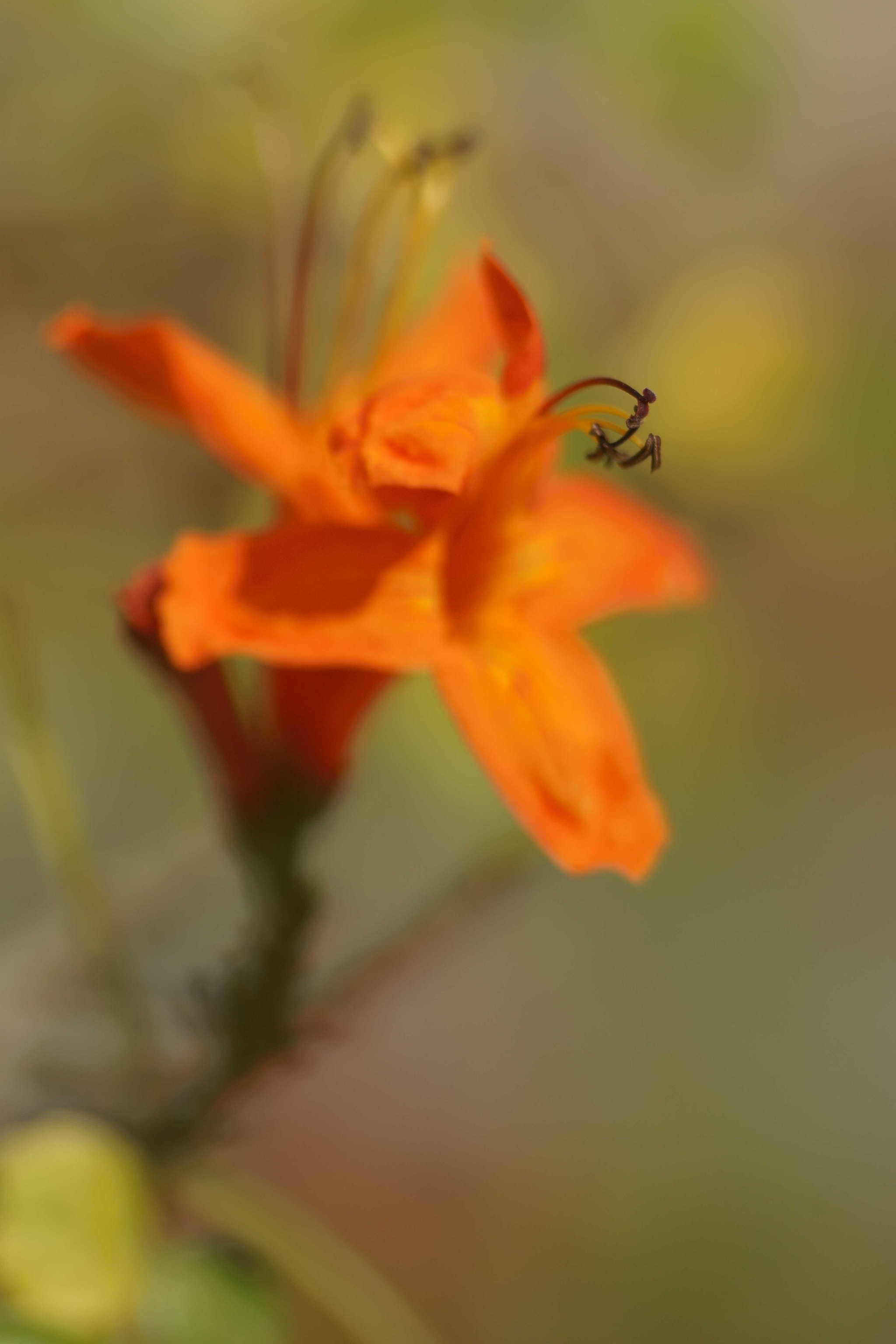 Sony a6000 + Tamron SP AF 90mm F2.8 Di Macro sample photo. Flor de otoño photography