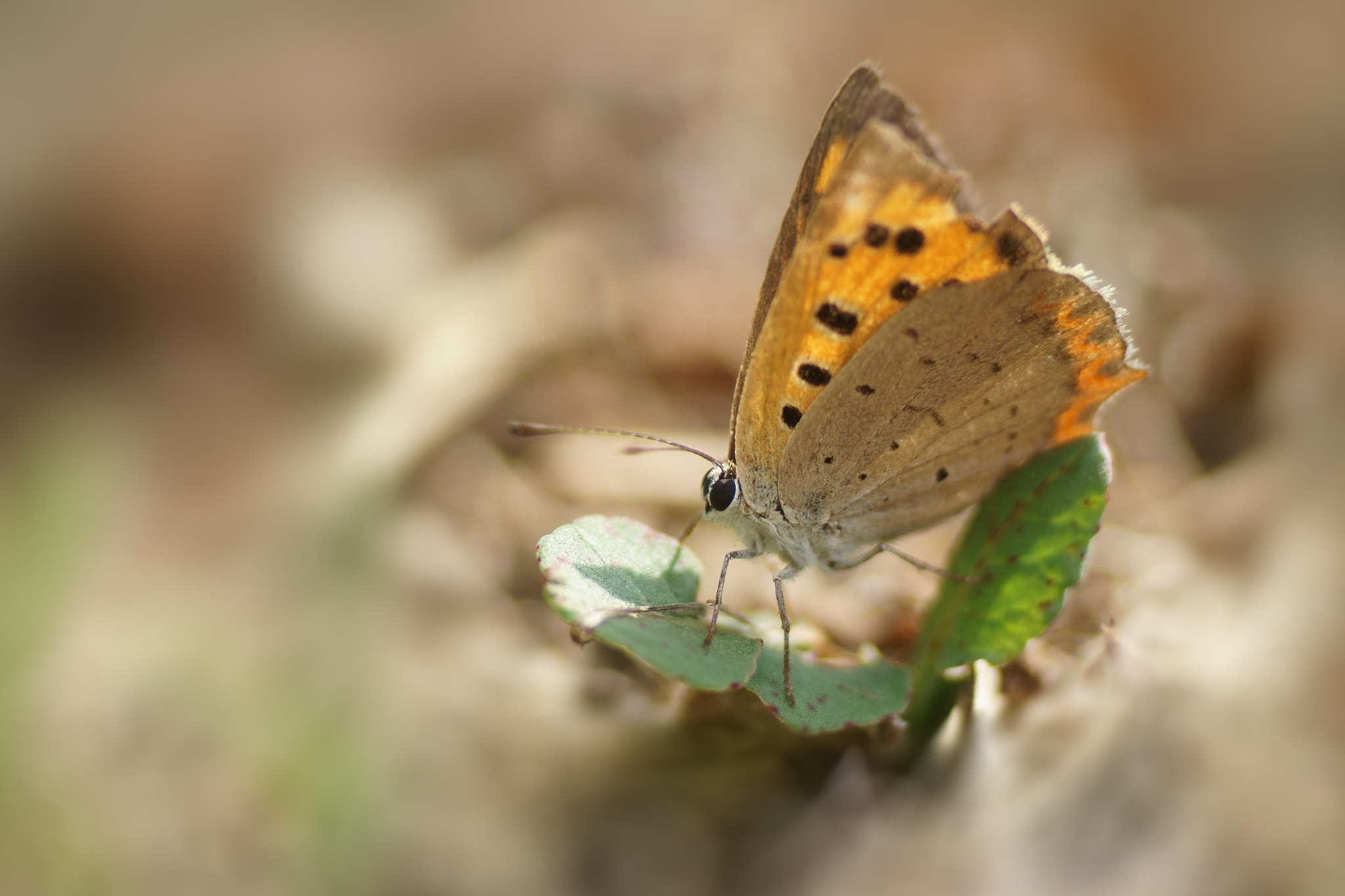 Sony a6000 + Tamron SP AF 90mm F2.8 Di Macro sample photo. Lycaena phlaeas photography