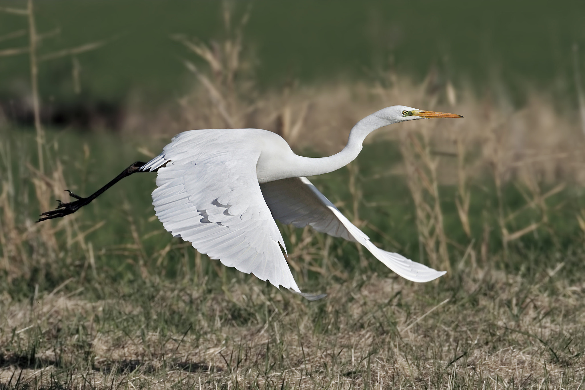 Canon EF 300mm F2.8L IS II USM sample photo. Great white heron photography
