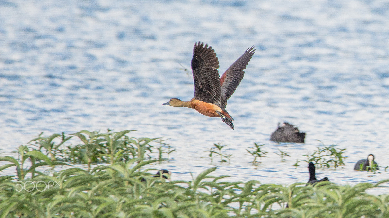 150-600mm F5-6.3 DG OS HSM | Contemporary 015 sample photo. Img photography