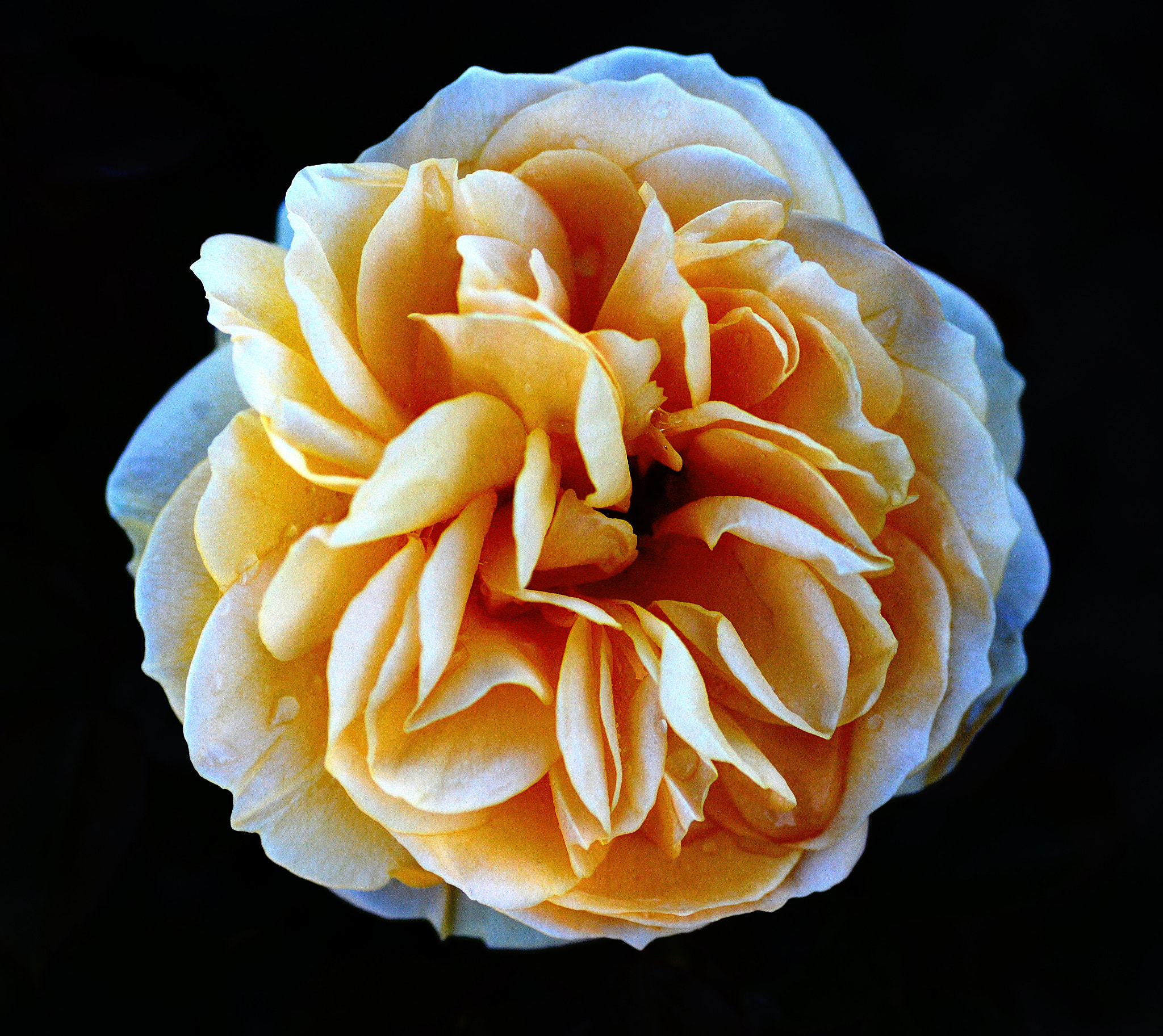 Nikon D3200 sample photo. Rose photography