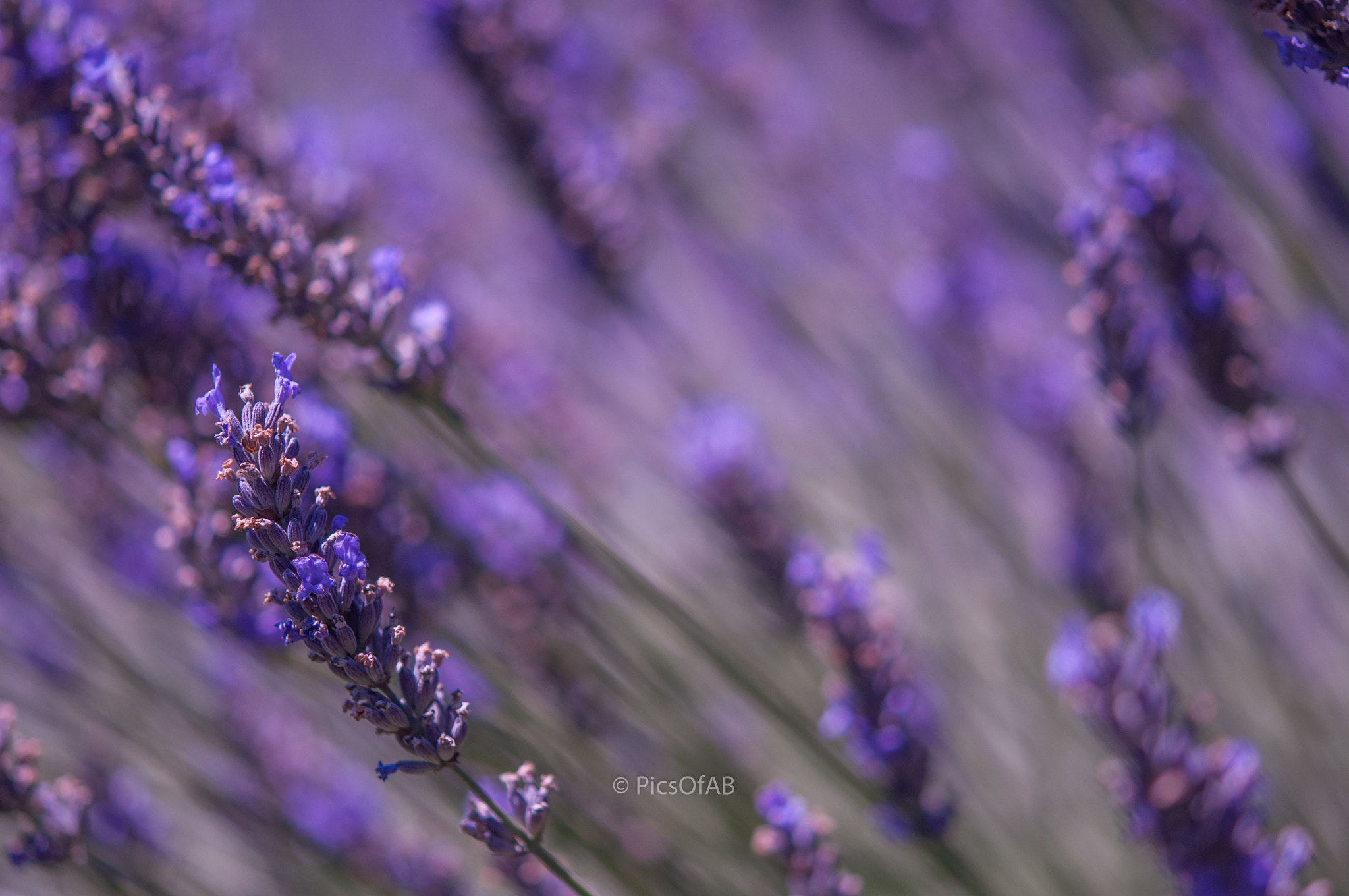 Nikon D90 sample photo. Lavender fields photography