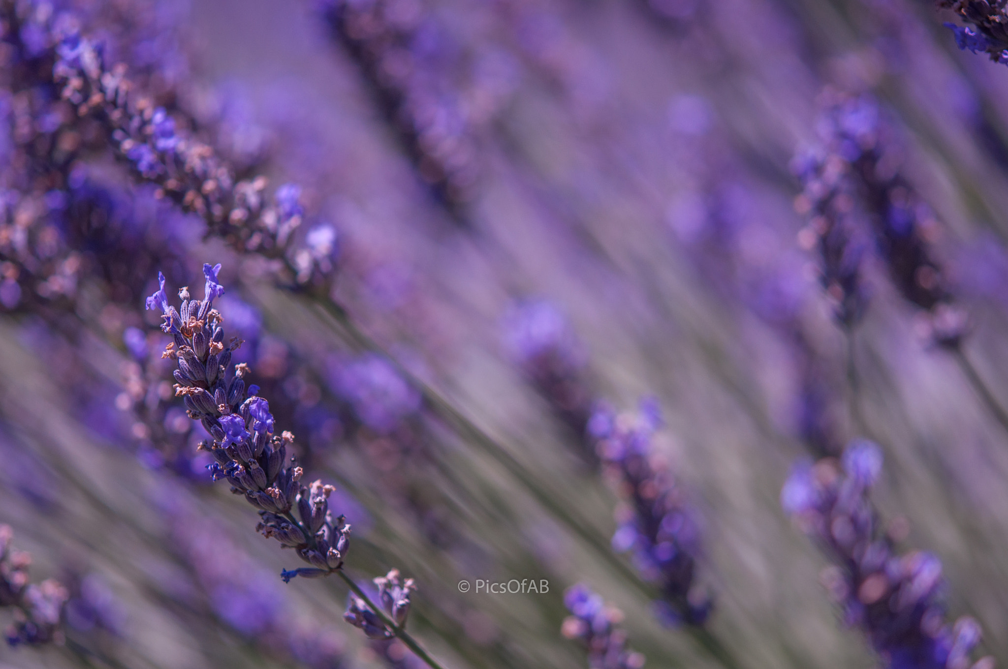 Nikon AF-S Micro-Nikkor 60mm F2.8G ED sample photo. Lavender fields photography