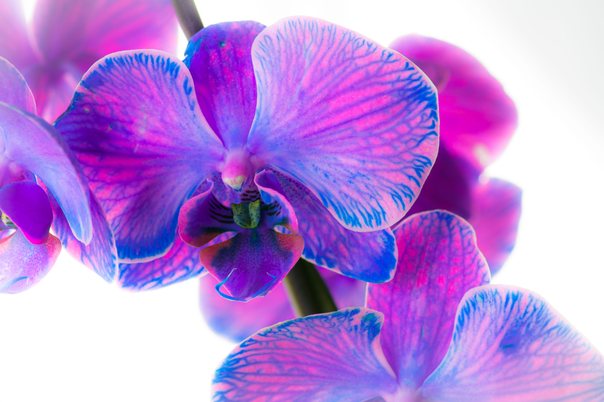 Nikon D7100 + Tokina AT-X Pro 100mm F2.8 Macro sample photo. Orchids 2 photography