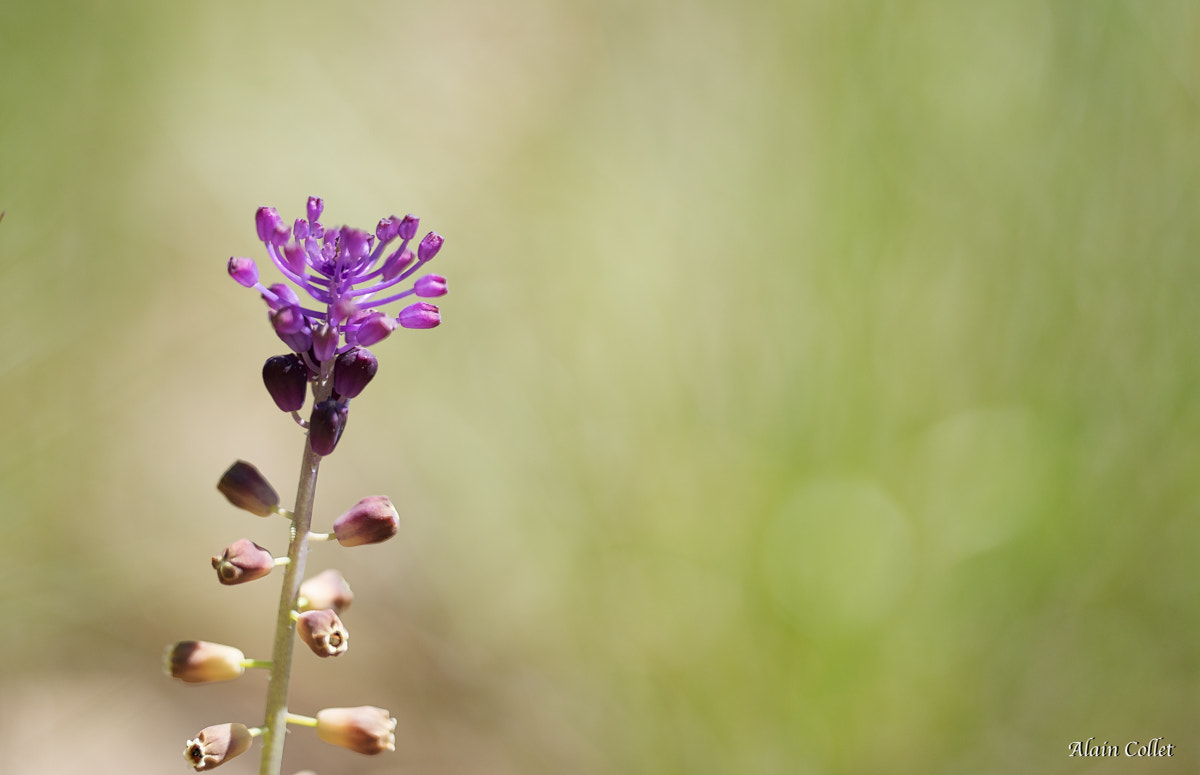 Nikon D800 + Sigma 150mm F2.8 EX DG OS Macro HSM sample photo. Flore photography