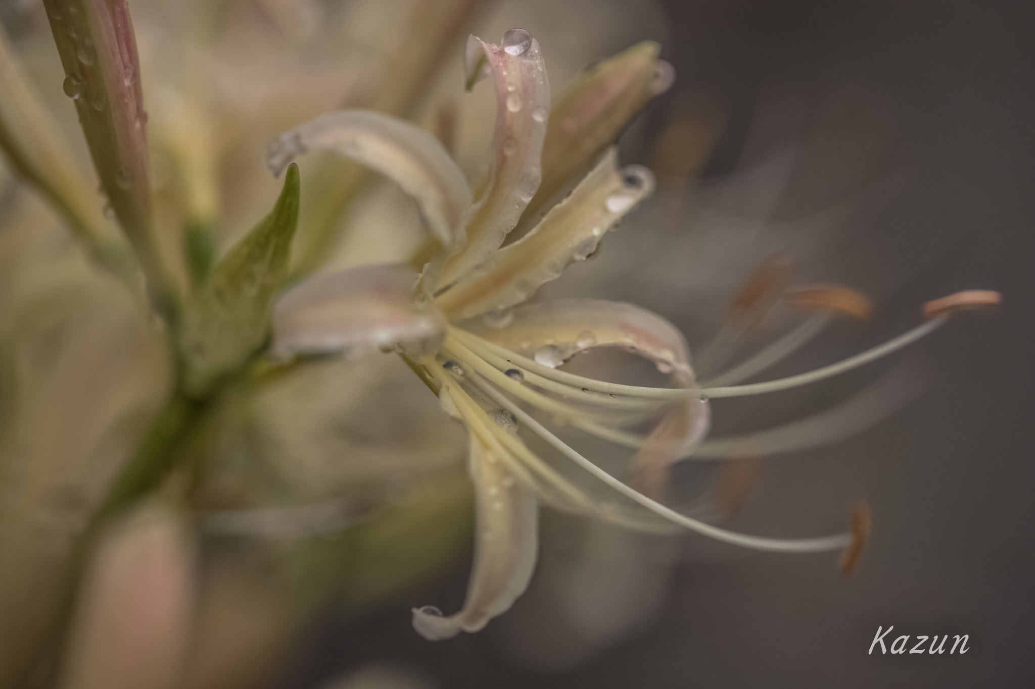 Canon EF 100mm F2.8L Macro IS USM sample photo. White spider liliy! photography