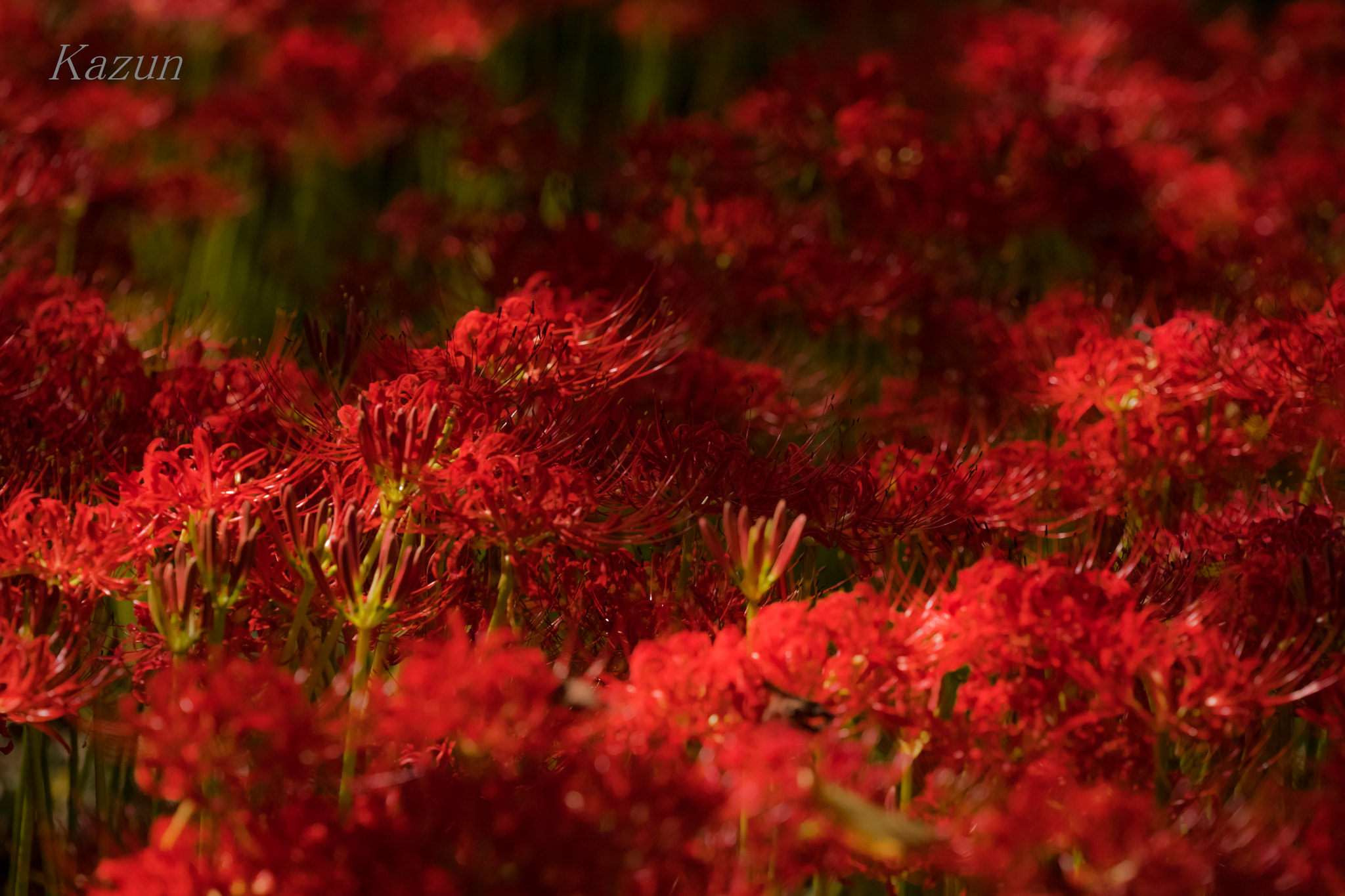 Canon EF 180mm F3.5L Macro USM sample photo. Beatutiful line! photography