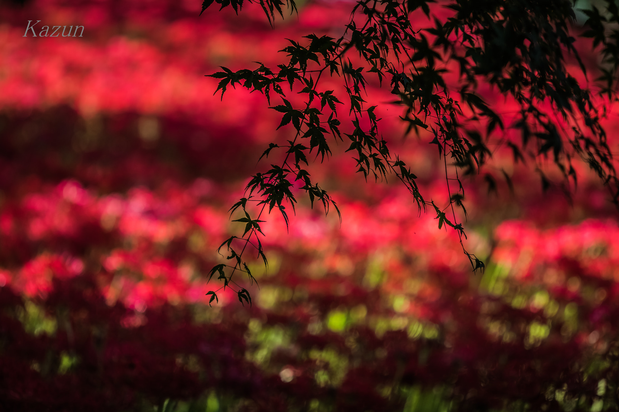 Canon EF 180mm F3.5L Macro USM sample photo. －和ー photography
