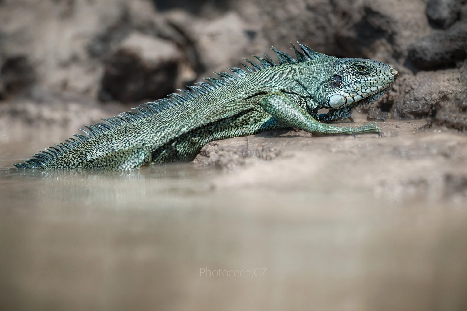 Canon EF 300mm F2.8L IS II USM sample photo. Iguana iguana photography