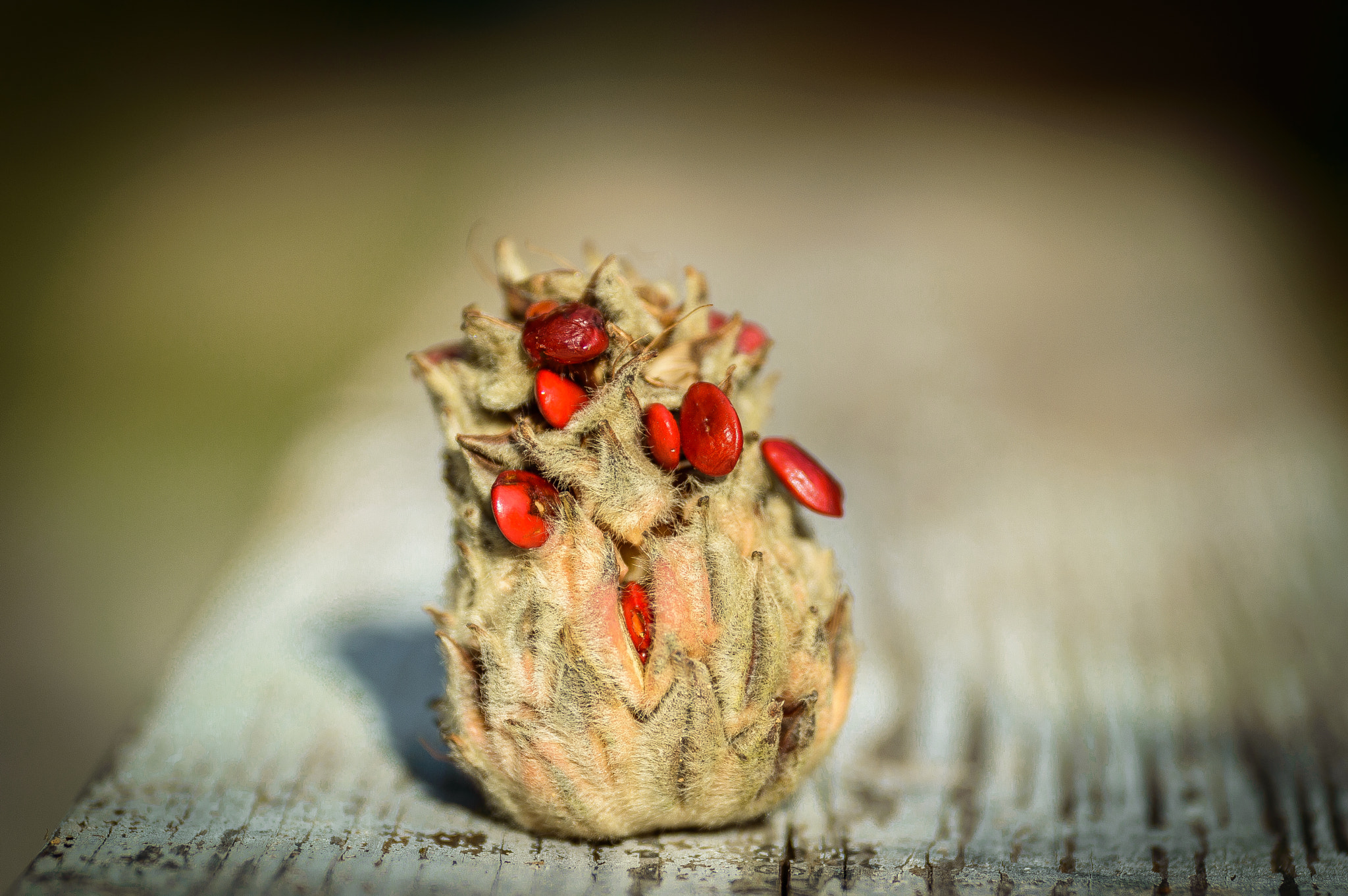 Nikon D3200 + Sigma 105mm F2.8 EX DG Macro sample photo. Magnolia seed pod photography