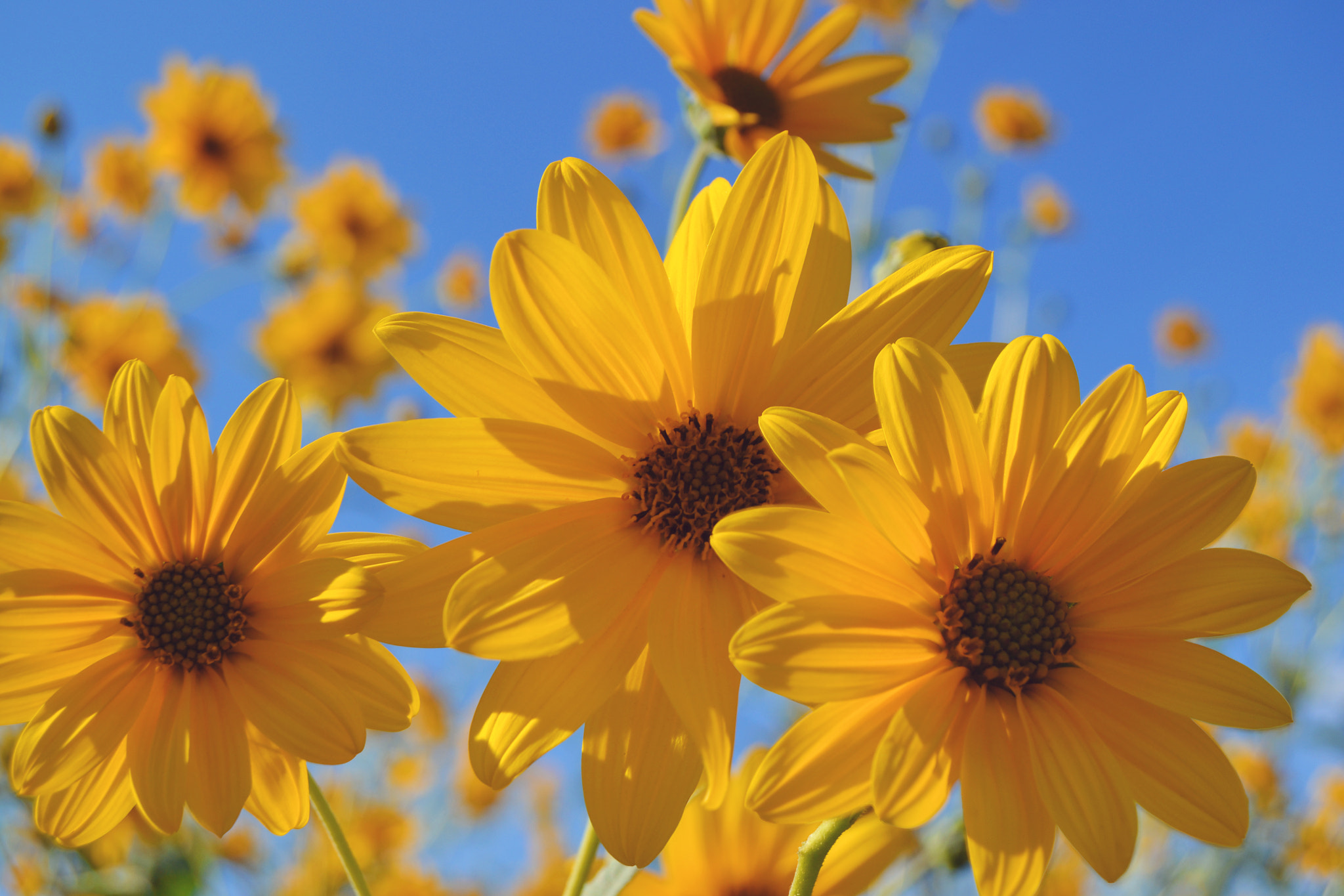 AF Zoom-Nikkor 28-80mm f/3.5-5.6D sample photo. Yellow flowers photography