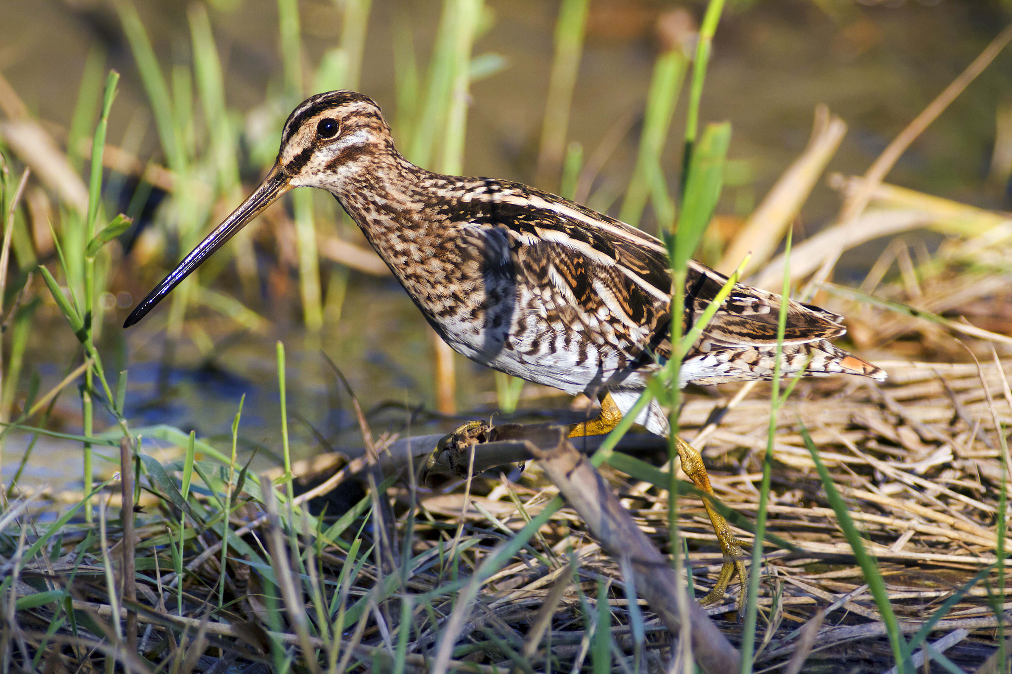 Canon EOS 7D + Canon EF 300mm f/2.8L + 2x sample photo. Snipe photography